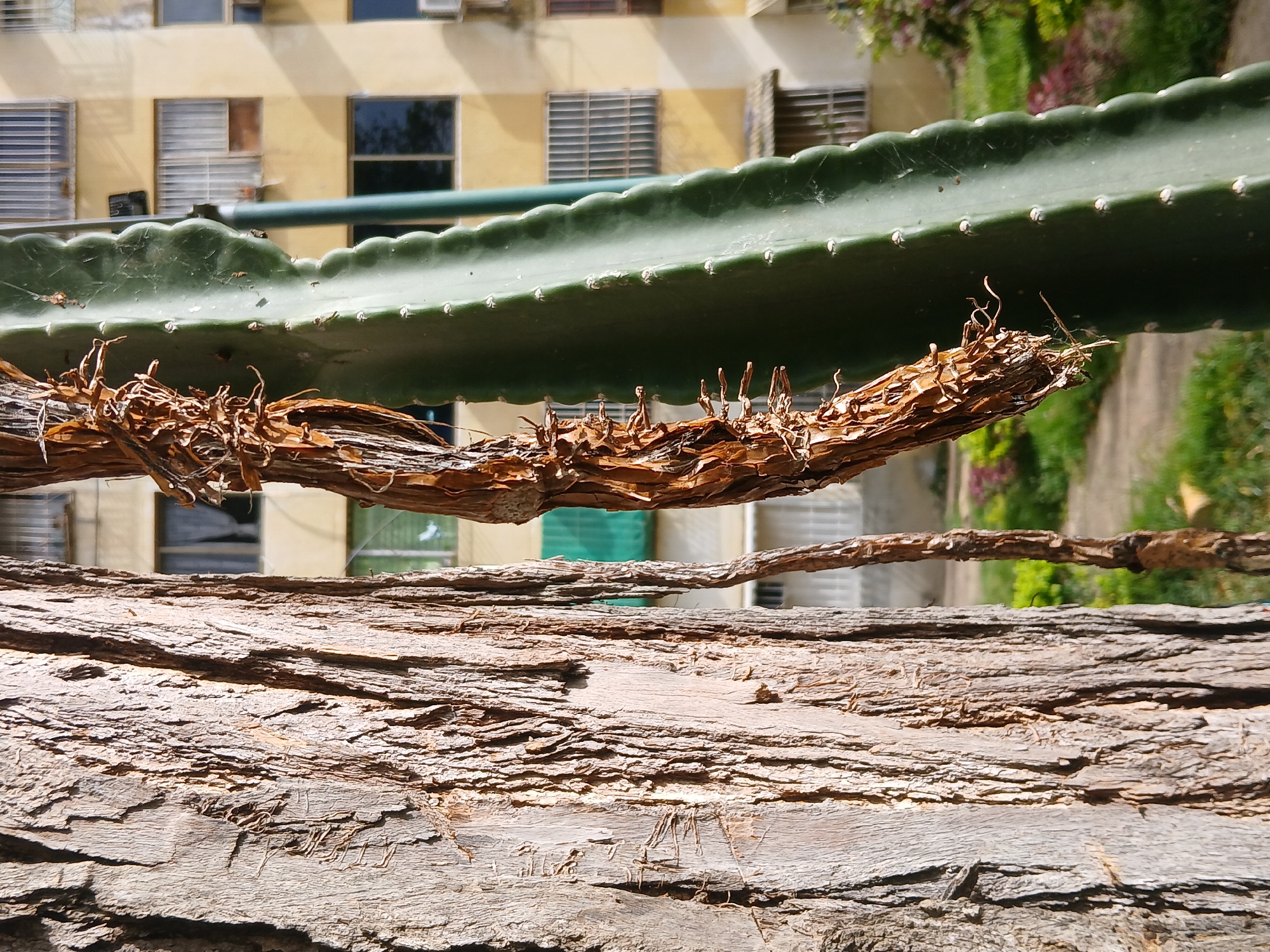 A close-up shot depicts a section of a large, weathered tree trunk in the foreground, its bark exhibiting layered textures. Above the trunk, a horizontal, elongated cactus is present. A thin, desiccated branch is positioned between the cactus and the tree trunk. In the background, partially obscured by the foliage and the foreground elements, is a multi-story building. The location is presumed to be Ciudad Guayana, Venezuela. The natural elements are the primary focus, while the building in the background suggests an urban context.
