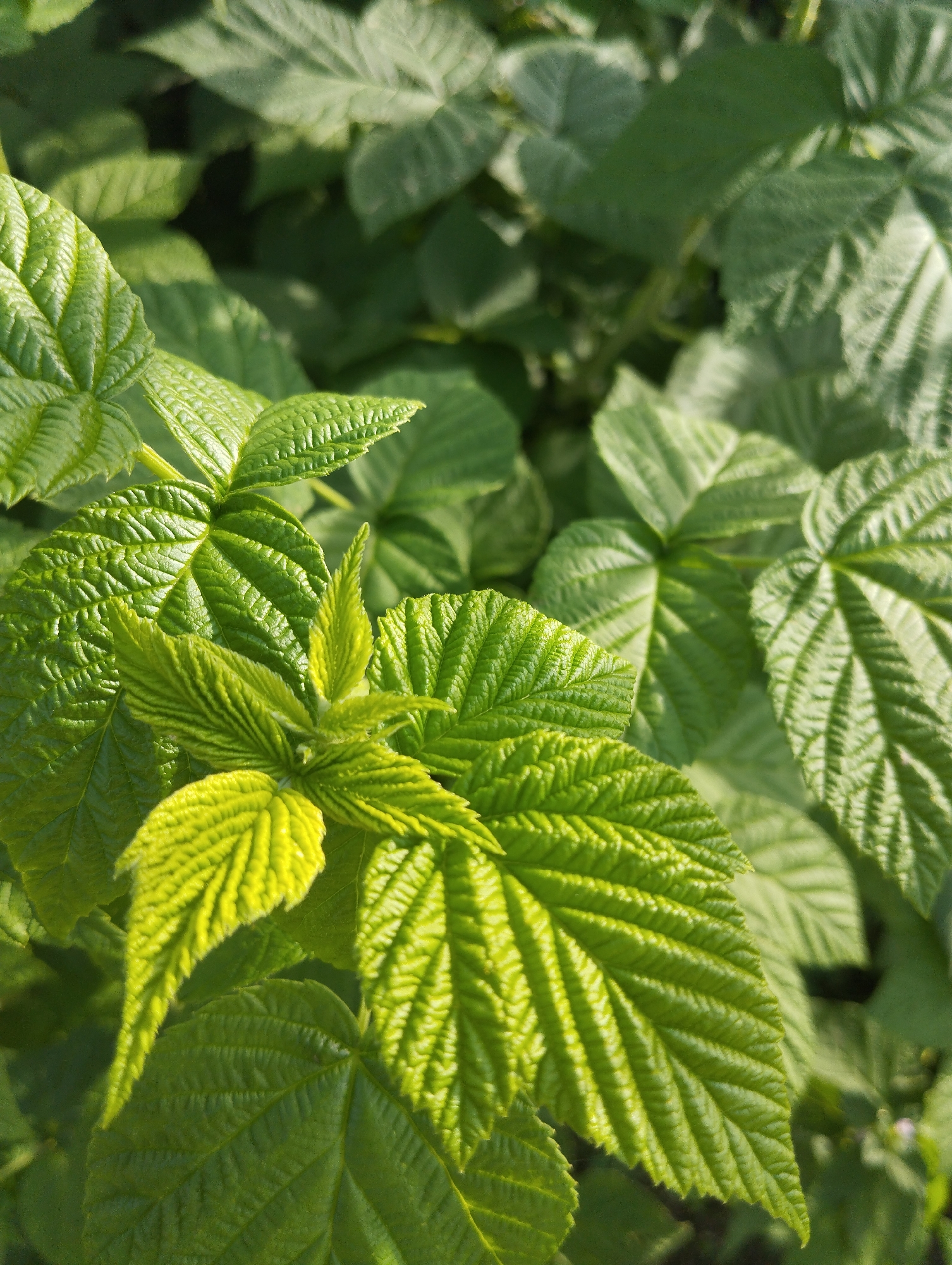 In this close-up, vertical shot, a cluster of vibrant green raspberry leaves is the primary subject. The leaves exhibit a textured, veined surface, with some appearing in a lighter, almost yellow-green hue, suggesting new growth or intense sunlight. The background is filled with more out-of-focus green foliage, creating a soft bokeh effect. The lighting suggests it's a bright day, casting soft shadows and highlighting the intricate details of the leaf structures. There are no people, animals, or man-made objects visible in the frame. The scene is natural and outdoors.