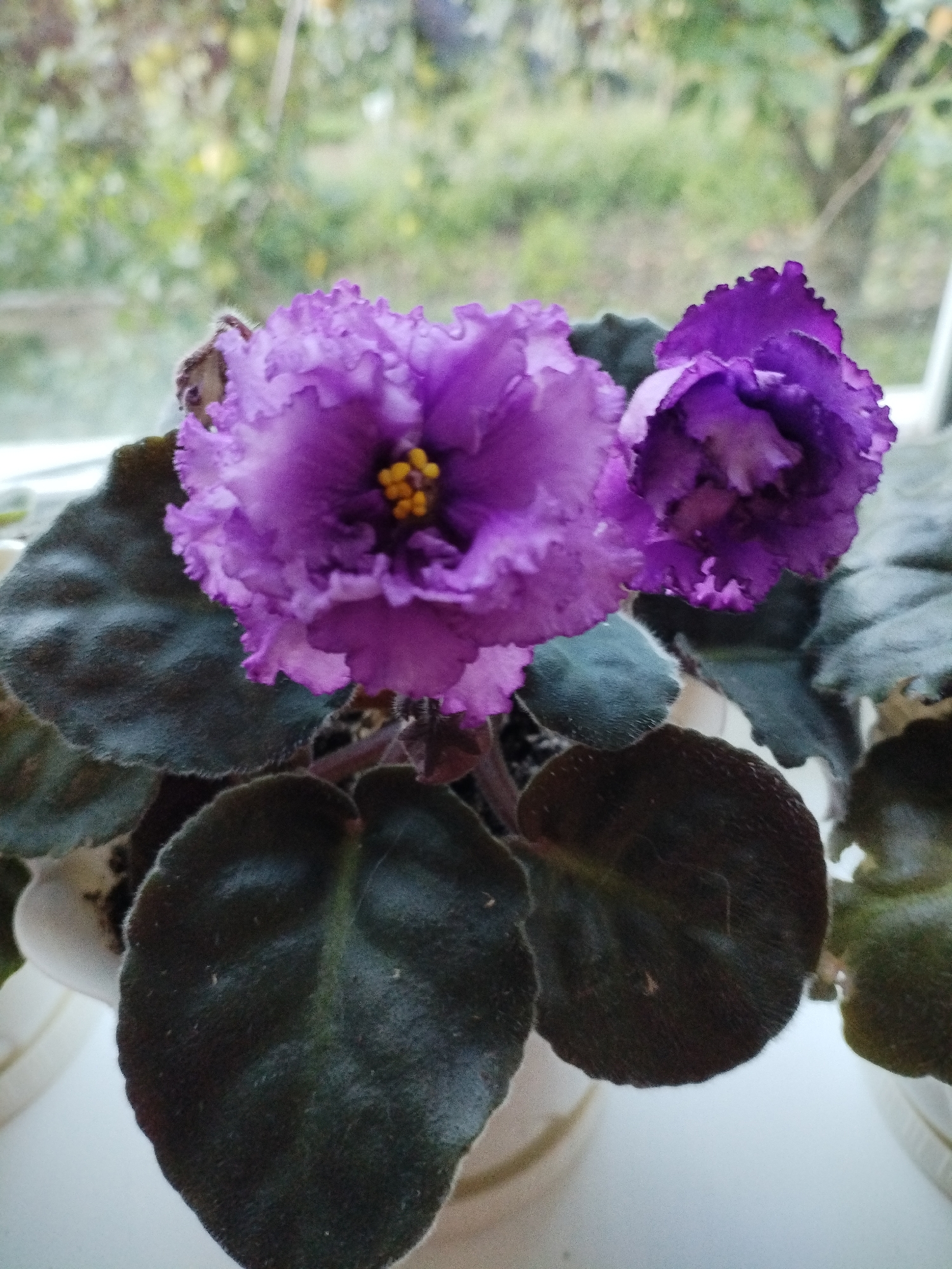 The image shows a close-up of a flowering African violet plant. The plant has several deep purple, ruffled flowers with yellow centers. The leaves are dark green, fuzzy, and heart-shaped. The plant is in a white pot, which is partially visible. In the background, through a window, there is a blurred view of trees and foliage, suggesting an outdoor setting. The lighting appears to be natural. There are no people or animals visible in the image. The image does not contain any specific indicators to pinpoint a location within the city of Bialynichy, Belarus.