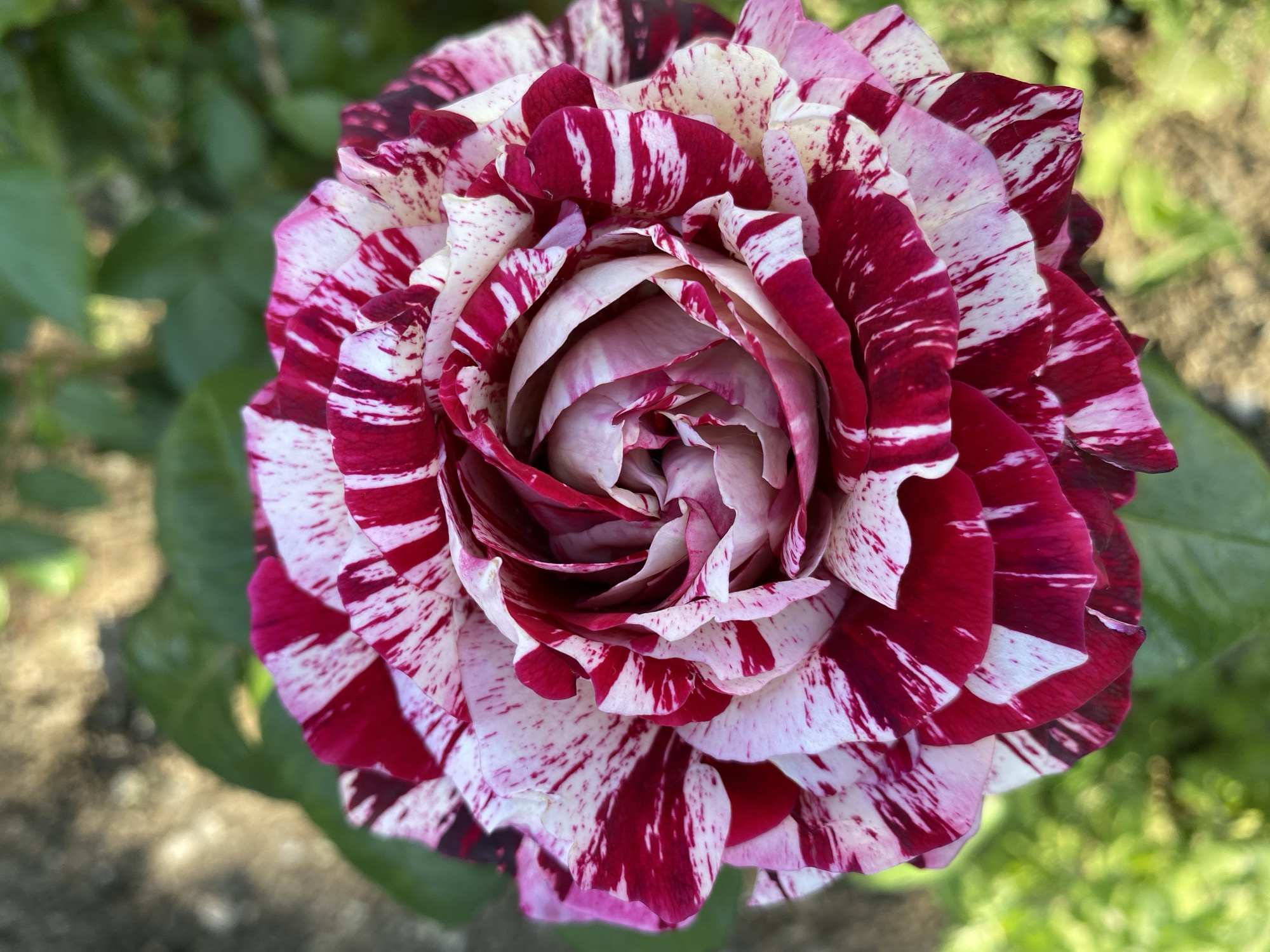 A close-up photograph shows a single rose blossom with red and white striped petals, the center being a lighter pink. The flower appears to be in full bloom. The background is blurred and features green foliage. The location, Dnipro, Ukraine, is not evident in this image.