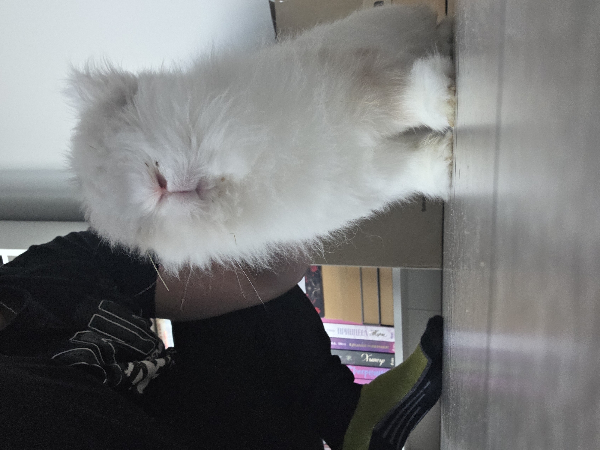 A person wearing black pants and a black shirt with a white design sits with a fluffy, white rabbit perched on their lap. The rabbit's face is prominent, with a visible pink nose. A foot in a black and green sock is also visible. The background includes a wooden surface and a bookshelf with several books. The location is not discernible and cannot be determined to be Yagodovo, Bulgaria.