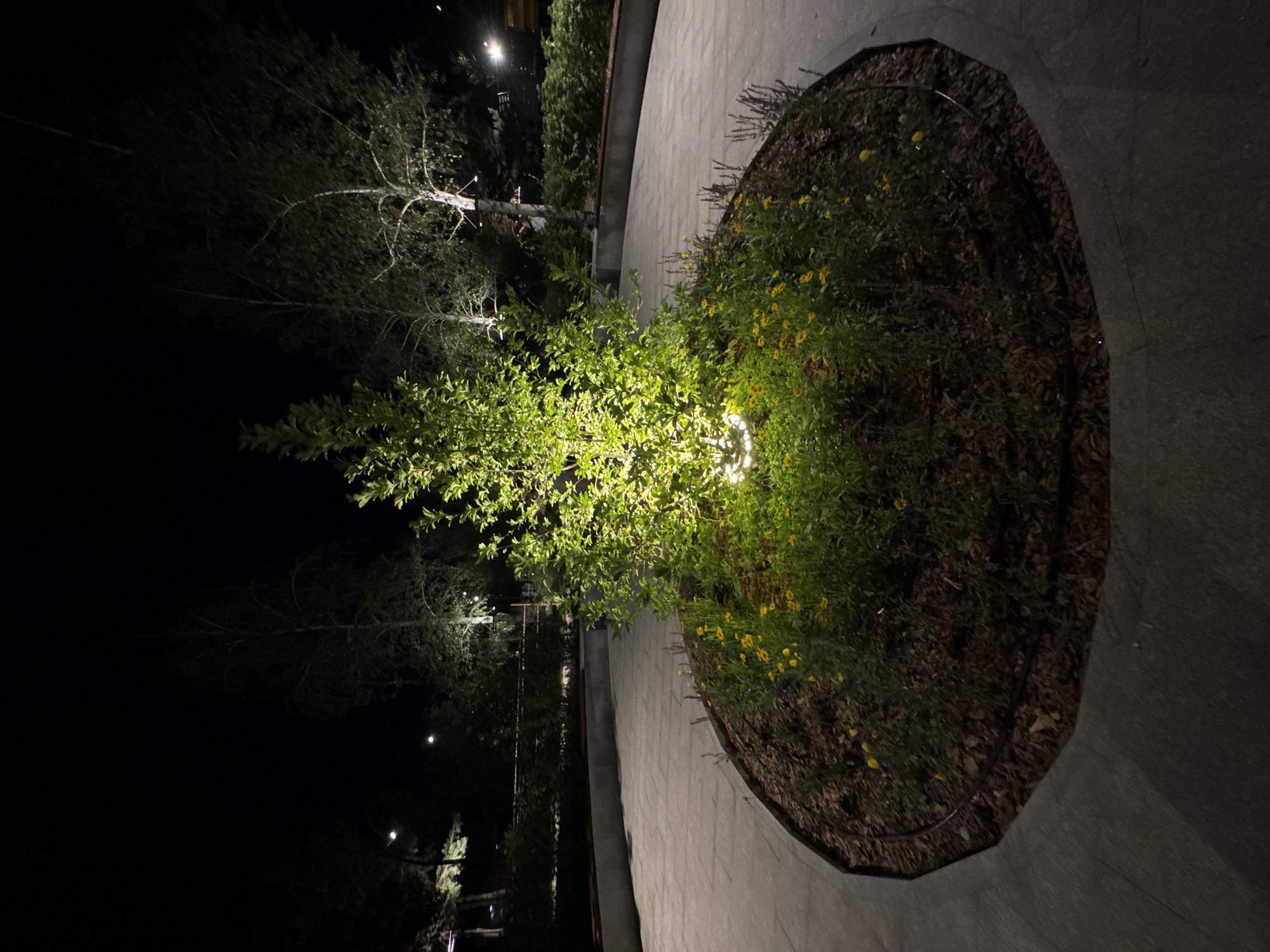 The image depicts a landscaped area at night. In the center, a small tree is illuminated from below by a bright light, casting a green glow on its leaves. Surrounding the tree is a bed of green foliage with scattered small yellow flowers. The planting bed is mulched with dark wood chips and enclosed by a dark metal border. The area is paved with light gray, rectangular concrete slabs, forming a circular pathway around the planting bed. In the background, several slender trees with visible branches are dimly lit by overhead lights, creating a stark contrast with the brightly lit central tree. The overall scene is dark, characteristic of nighttime in a park or outdoor public space. The location is identified as the city of Almaty, Kazakhstan.