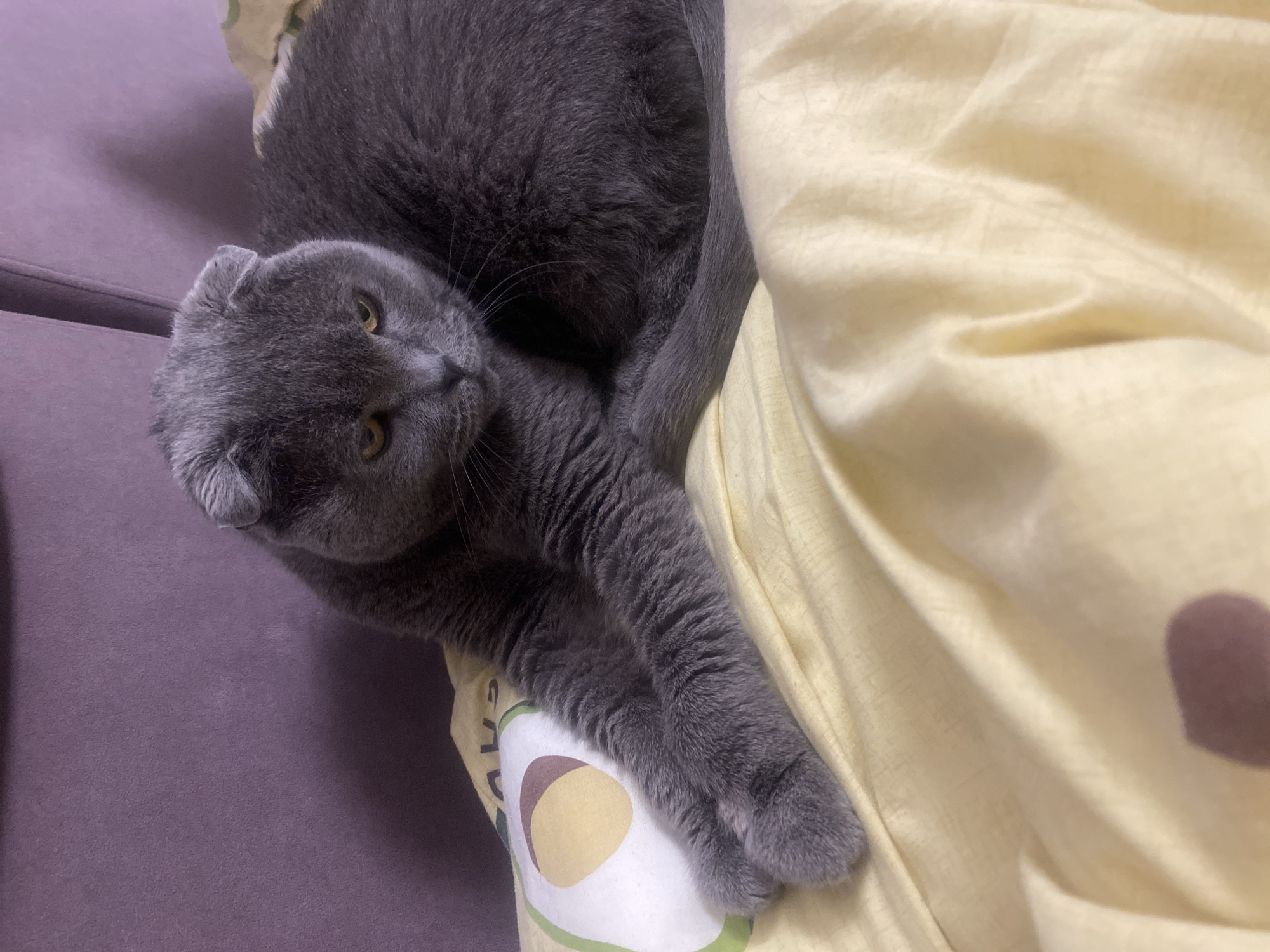A gray Scottish Fold cat is lying on a yellow blanket, with its paws extended forward. The cat has yellow eyes and folded ears. Behind the cat is a purple surface, possibly a sofa or wall. A small pillow with an avocado pattern is visible to the left of the cat. The scene appears to be indoors, likely in a residential setting. There is no information in the image to indicate its location in Kyiv, Ukraine.