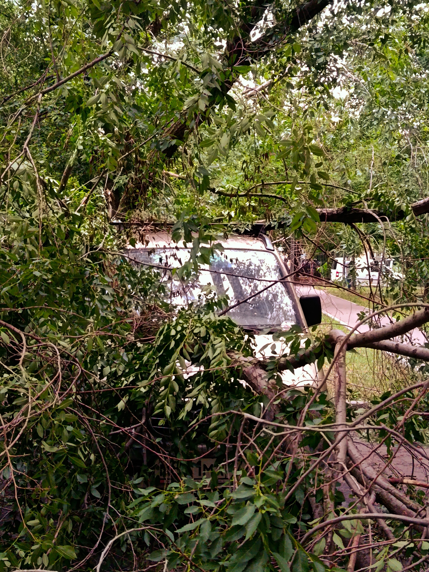 The image depicts a vehicle, likely a white van, partially obscured by fallen branches and foliage. The vehicle's windshield is visible, reflecting the surrounding greenery. Several other white vehicles are parked in the background, on what appears to be a paved surface, possibly a road or parking lot. The scene is densely vegetated with trees and leaves, suggesting an outdoor setting, possibly a park or a residential area that has experienced storm damage. The location is identified as Moscow, Russia.
