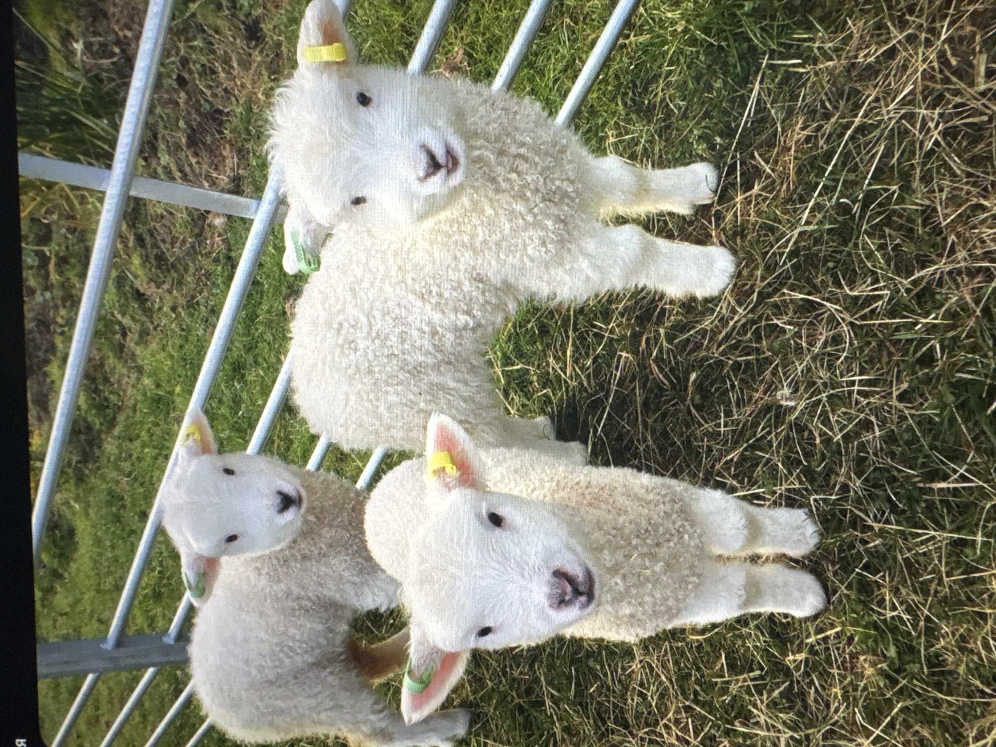 The image shows three lambs in an outdoor setting. The lambs are white and fluffy, with pink ears and yellow tags. They are standing on a grassy area with some dry straw. In the background, there is a metal fence and some green vegetation. The image is taken from a slightly high angle, looking down at the lambs. There are no people or buildings visible in the image. The scene appears to be a farm or a rural area. There is no indication of the city of Tallinn, Estonia.