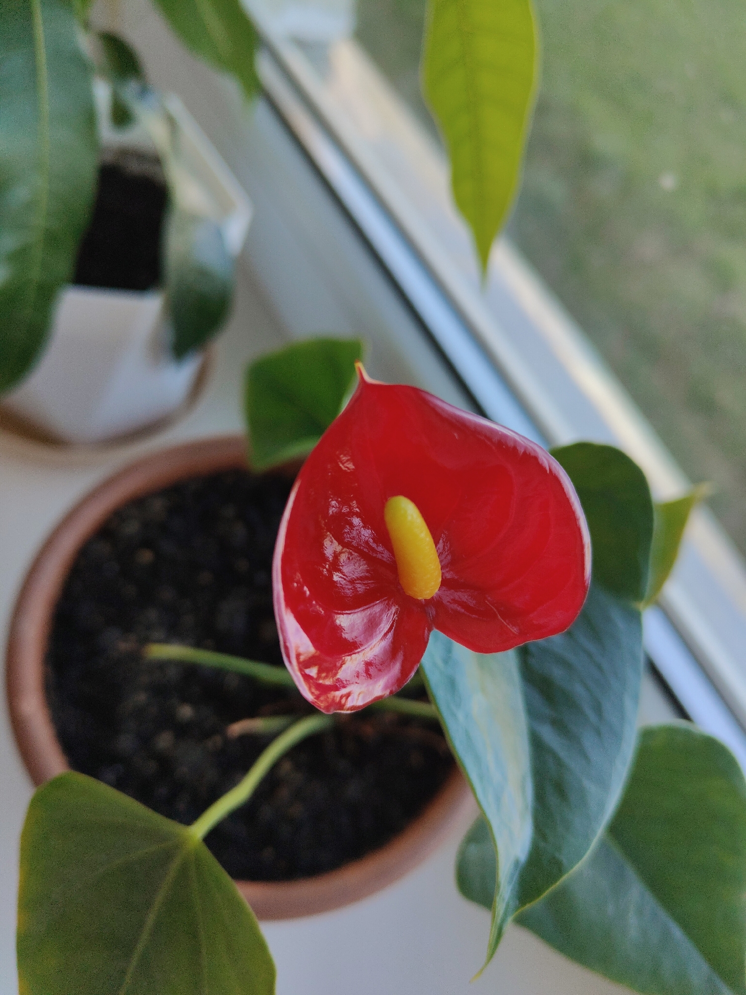 A close-up, eye-level shot shows an anthurium plant with a single bright red flower and a yellow spadix in a brown pot, sitting on a white windowsill. Adjacent to it is another plant in a white pot with dark soil. Outside the window, blurry green foliage and an indeterminate greyish background suggest an outdoor scene. The setting is a residential interior, but the specific location is unknown.