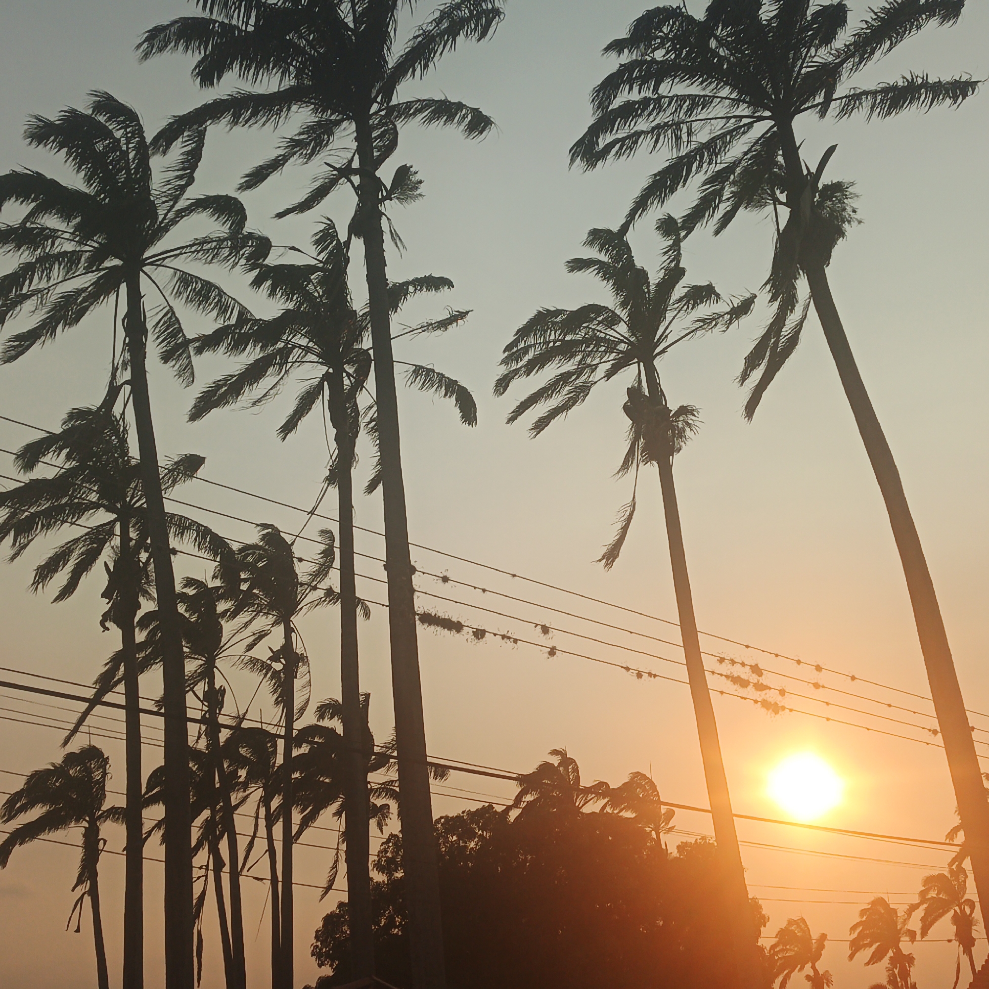 The image captures an outdoor scene in Tinaquillo, Venezuela, during either sunrise or sunset. The sky transitions from a pale blue-grey at the top to a vibrant orange-yellow hue towards the lower right. A multitude of tall palm trees, numbering approximately fifteen, are prominently silhouetted in the foreground and mid-ground, their dark trunks and fronds extending upwards. The palm fronds exhibit a somewhat disheveled appearance. Multiple dark, horizontal utility wires span across the middle section of the frame, positioned between the palm trees. Irregular dark masses, consistent with debris or foliage, are observed attached to or hanging from these utility wires. The sun, a bright circular point of light, is visible in the lower right quadrant, partially obscured by a palm tree, casting a strong warm glow across the bottom right portion of the image. The tops of additional, shorter trees or dense foliage are silhouetted at the very bottom edge of the frame. No individuals, animals, or specific human actions are discernible within the scene.