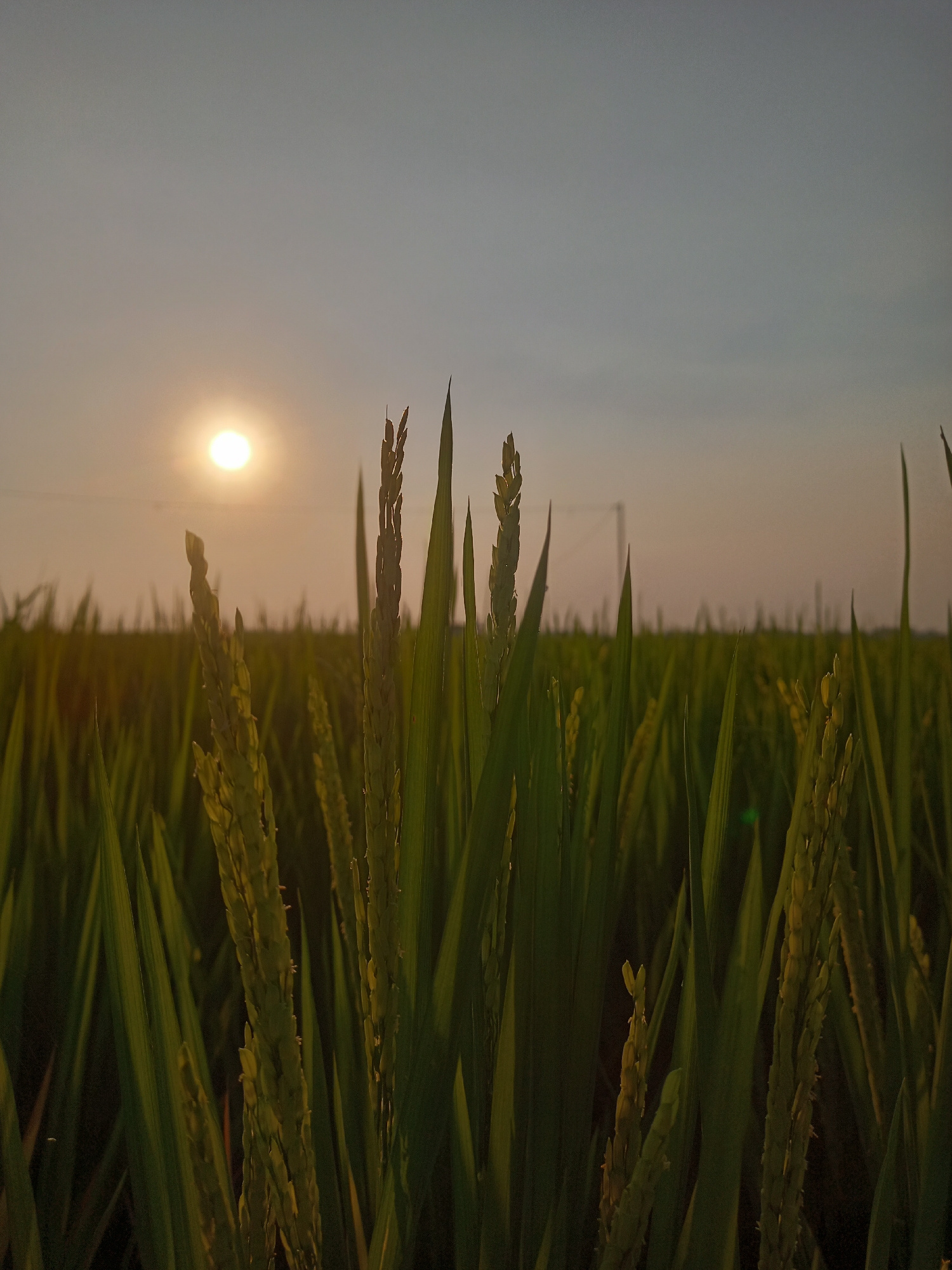 In Karangtalun, Indonesia, at sunset, a close-up shot captures a field of rice stalks with their developing grains. The sun, a bright orb, hangs low in the hazy, pale sky, casting a warm glow over the scene. The foreground is dominated by the lush green of the rice plants, with some stalks appearing in sharp focus and others softly blurred in the background, creating a sense of depth. The overall atmosphere is serene and natural, typical of an agricultural landscape at dusk. There are no people or animals visible in the image.