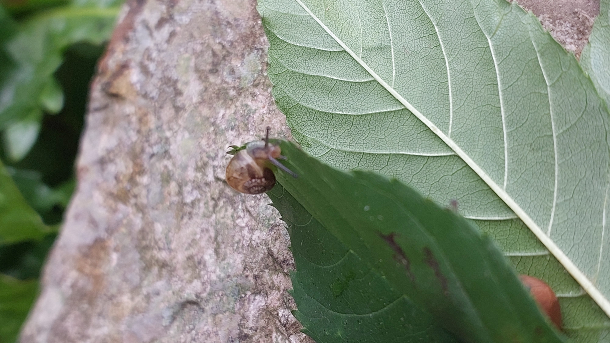 In a close-up, shallow depth of field shot, a small snail is perched on the edge of a vibrant green leaf. The snail, with its delicate shell and outstretched tentacles, is the central focus, appearing to be in motion. The leaf itself displays a prominent network of veins and a serrated edge, adding texture to the composition. Behind the leaf and snail, a rough, textured grey stone surface is visible, blurred by the shallow focus. In the upper background, out-of-focus green foliage suggests an outdoor, natural setting. The lighting appears to be natural and diffused, casting soft shadows. The image captures a moment of quiet observation of nature, with no humans or man-made structures present.