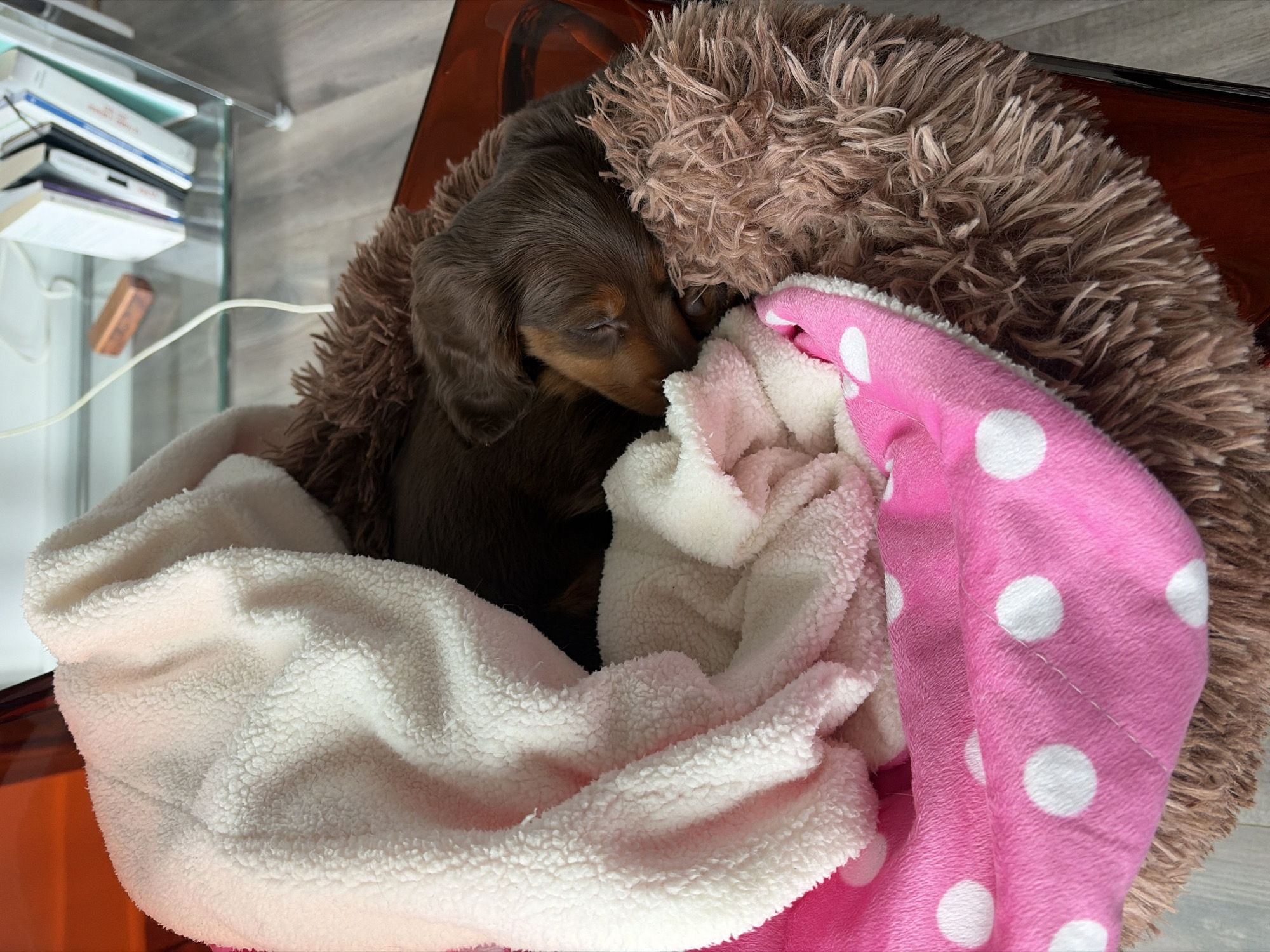A close-up, eye-level shot shows a brown Dachshund puppy sleeping in a dog bed inside an indeterminate residential location. The puppy is nestled between a brown, shaggy dog bed cushion, a white, plush blanket, and a pink blanket with white polka dots. The puppy has chocolate-brown fur with tan markings around its face and paws. Only the puppy's head and part of its body are visible. A glass-topped table with several books is visible in the background to the upper left. The floor appears to be gray-toned wood grain laminate. The location is unknown and cannot be determined to be Montreal, Canada.
