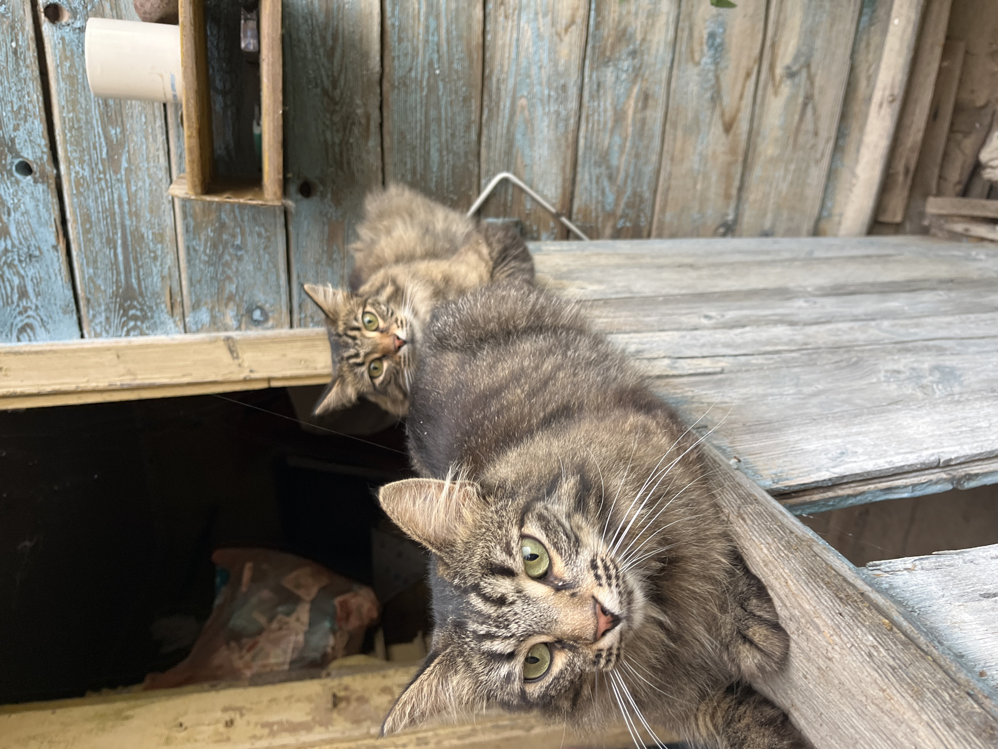 Two domestic cats are on a wooden structure. The cat in the foreground is a tabby with green eyes and is positioned on a horizontal wooden plank, looking towards the camera. Its body extends to the left, partially obscuring the view of a dark opening behind it. The second tabby cat is in the background, also with green eyes, and appears to be sitting on a higher level of the structure, looking in the same direction as the foreground cat. The structure is made of weathered, blue-painted wooden planks, characteristic of rural or older buildings. A small wooden shelf with a white cup and a round object is mounted on the wall behind the cats. The ground is visible below, with some scattered wooden debris. The scene appears to be outdoors, possibly on a porch or an outbuilding. There are no humans visible. The overall environment suggests a rustic setting, consistent with a location in Krasnyye Barrikady, Russia.