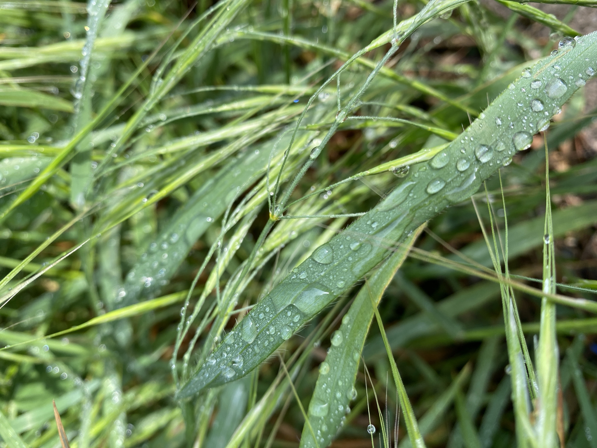 The image presents a close-up view of blades of grass adorned with numerous water droplets. The grass is primarily green, with some blades appearing lighter in color. The water droplets vary in size and are scattered across the surface of the blades. The background is slightly blurred, indicating a shallow depth of field. The image does not contain any people or recognizable objects besides the grass and water droplets. Location details are not discernible from the image.