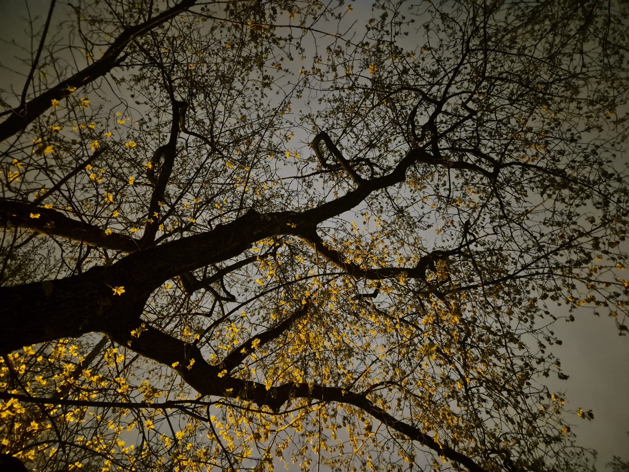A low-angle shot shows a tree with a dense network of branches, some with small, yellow leaves. The branches are silhouetted against a pale, overcast sky. Based on the appearance of the budding leaves and the general lighting, the location is most likely Moscow, Russia.