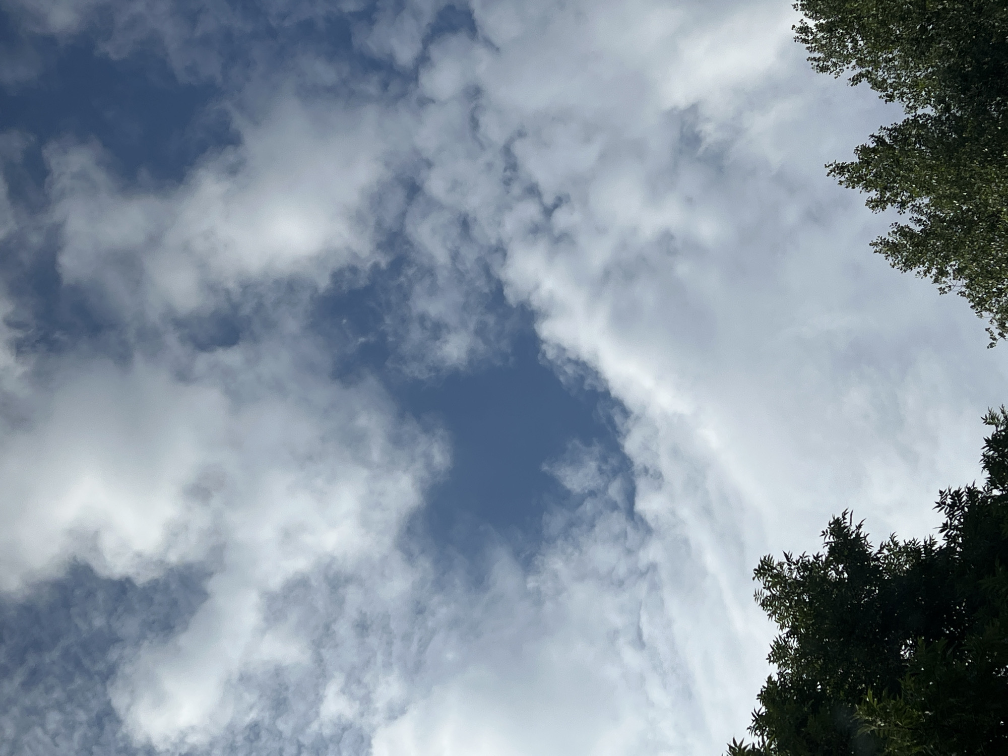 This is a vertical, eye-level, full shot of a partially cloudy sky seen from below. The clouds are white and scattered across a deep blue sky. The tops of two clusters of dark green trees are visible along the bottom edge of the image, framing the sky. The tree on the left is denser and darker, while the trees on the right are sparser and lighter. The overall impression is of a clear day with some cloud cover, perhaps in a park or garden setting. It is not possible to determine the location within Warsaw, Poland.