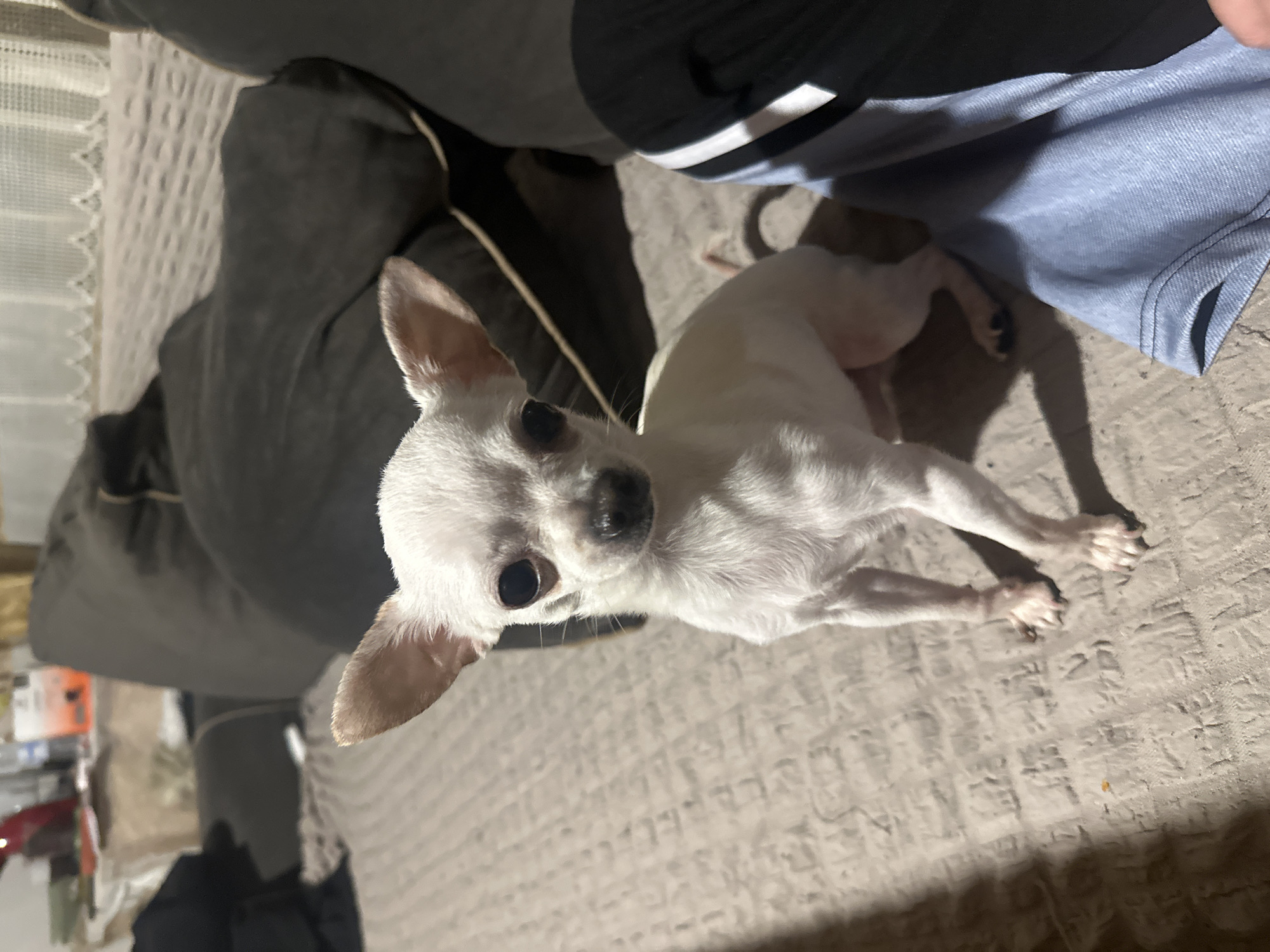 A white chihuahua is standing on a textured beige surface, likely a bed or couch. The dog is positioned to the right of a dark gray cushion or pillow and is looking directly at the camera. A person is partially visible in the upper right corner, wearing a blue and white garment. The background is blurry and indeterminate, but there are indistinct objects visible. The setting is an indoor environment. The location of Chubra, Bulgaria, cannot be determined from the image.