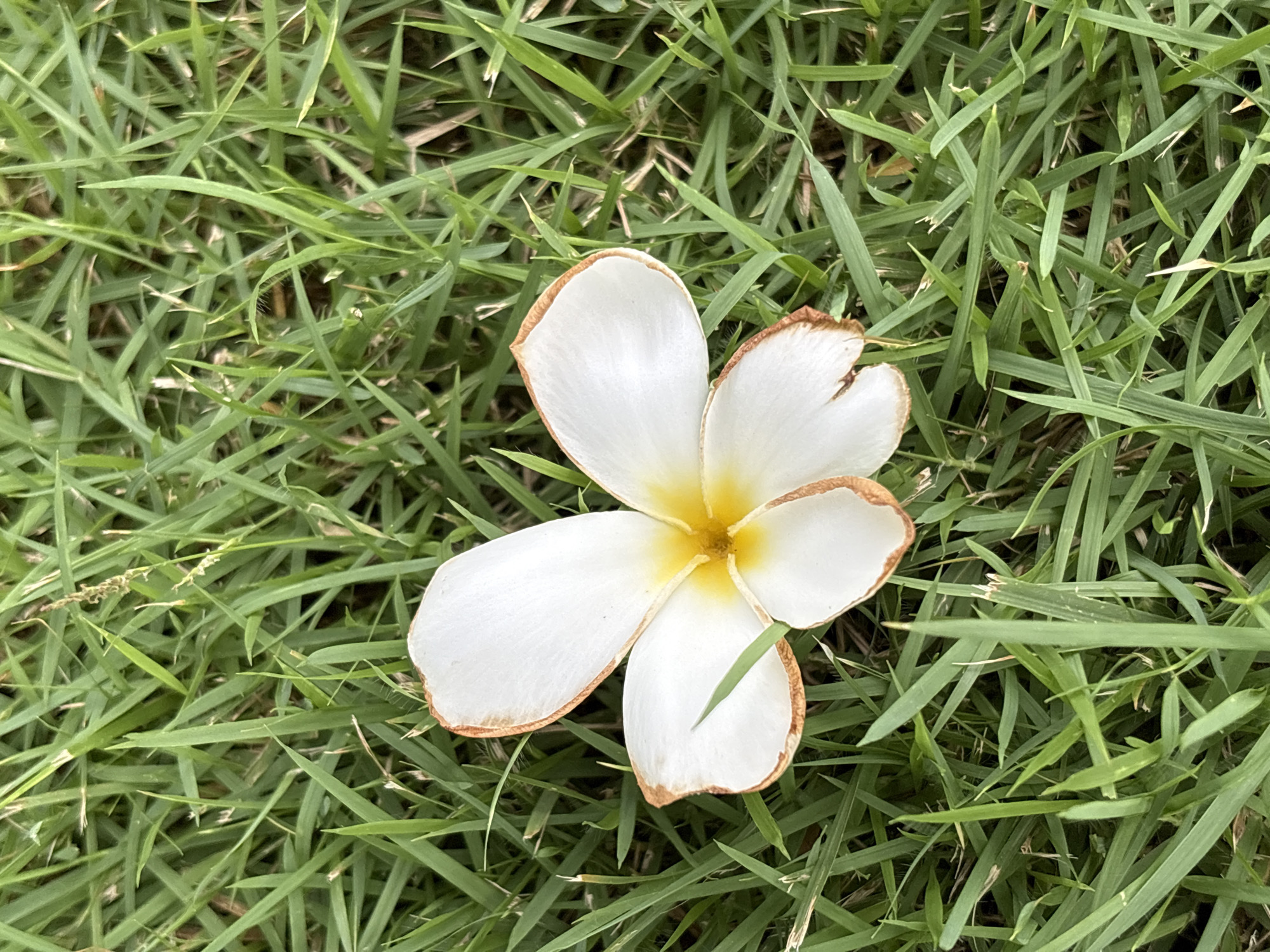 A single white frangipani flower with a yellow center lies on green grass. The flower has five petals, and the edges of the petals are tinged with brown. The grass is lush and appears to be recently mowed. The scene is likely in Karon, Thailand.