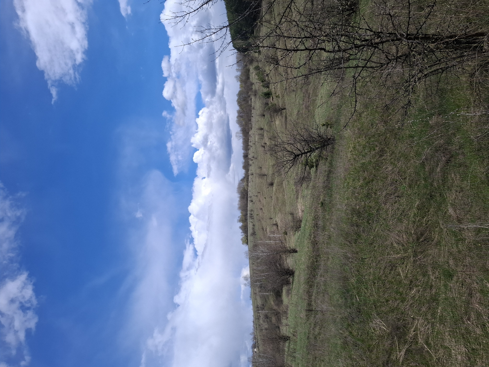 The image depicts a natural landscape under a bright, partly cloudy sky. The scene is dominated by a sloping hillside covered in a mix of green and dry grassy vegetation, suggesting either early spring or late autumn. Numerous leafless trees and shrubs are scattered across the slope, with some denser patches forming a distant treeline or forest along the horizon.
The sky occupies roughly the top half of the image, showcasing a vibrant blue with scattered white, puffy cumulus clouds of varying sizes. Some clouds appear as elongated bands, while others are more isolated. A few bare tree branches are visible in the foreground, intruding from the top right corner, indicating the perspective is from slightly below or amidst trees.
There are no people or specific activities taking place. The overall impression is one of peaceful natural scenery. The time of day appears to be daytime, likely a clear and bright period. No discernible text is visible in the image. The landscape suggests a rural, possibly hilly area consistent with the given location context of Елец-Маланино, Russia.