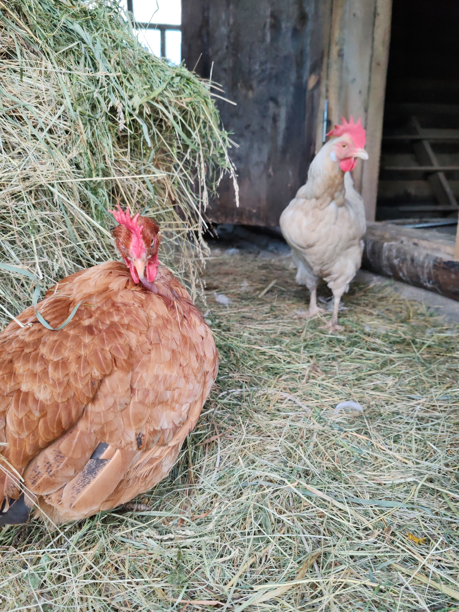 Two chickens are in a barn or coop with hay on the floor. One chicken, a lighter color, stands in the background, facing right. The other chicken, a darker reddish-brown color, is in the foreground, resting and facing left. The background shows a wooden structure with a doorway. The scene appears to be in a rural setting.