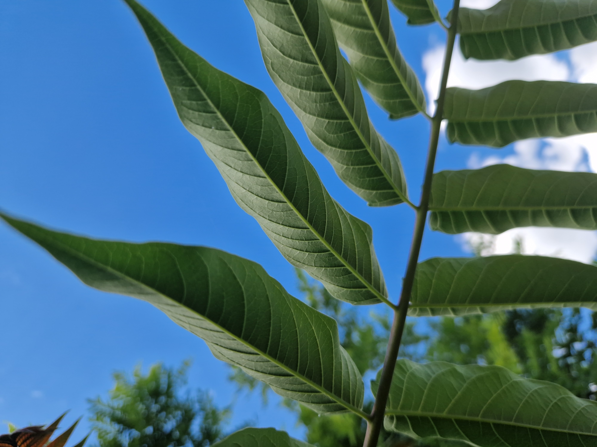 The image shows a close-up, low-angle shot of a branch with several green leaves against a bright blue sky. The leaves are elongated with visible veins. Some blurred green foliage and white clouds are visible in the background. The scene is likely outdoors, possibly in a park or garden in Sofia, Bulgaria, given the clear sky and natural elements. There are no people or specific actions depicted.