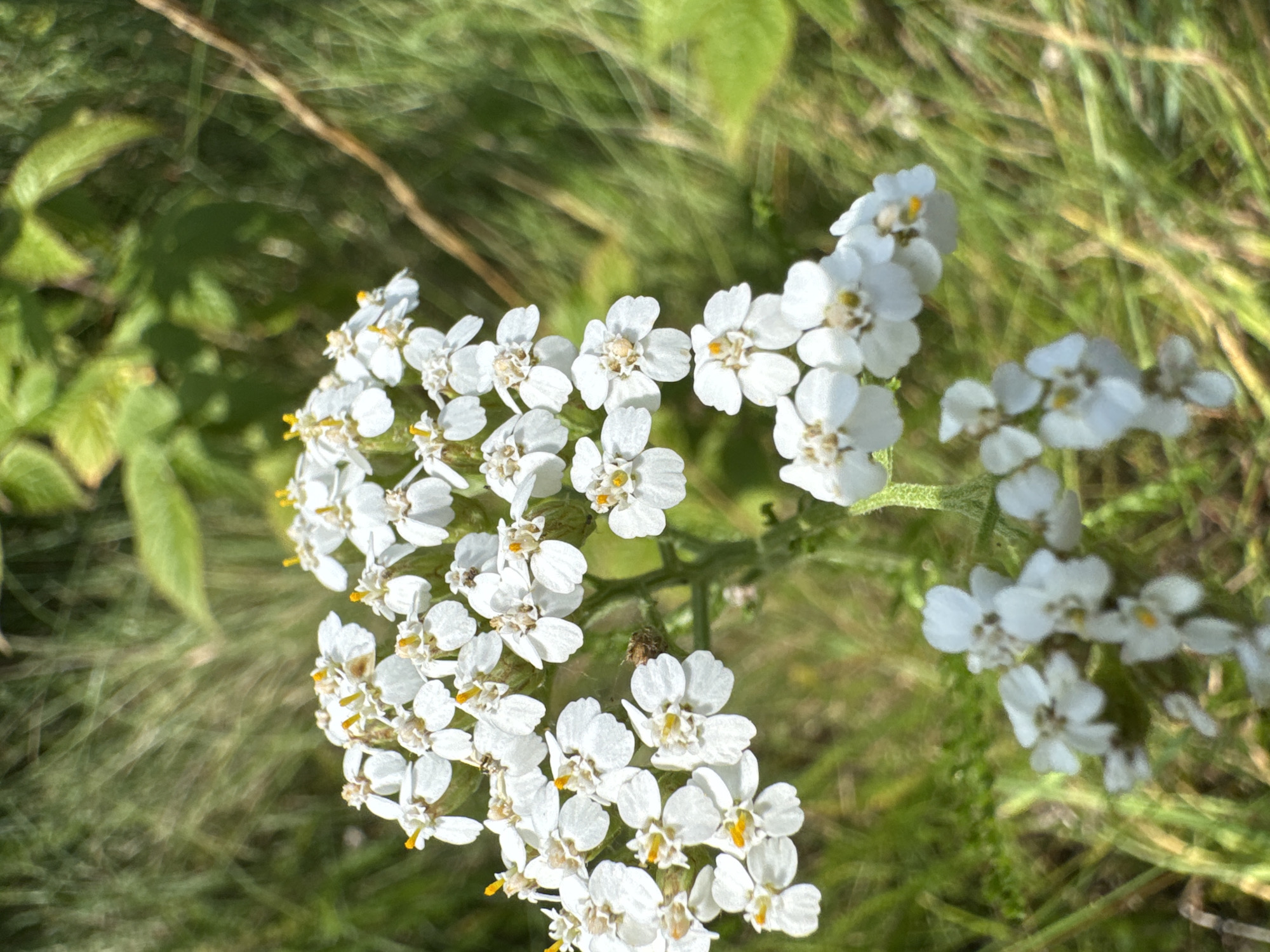 In Portovoe, Russia, a close-up, eye-level shot captures a cluster of white yarrow flowers blooming in a natural, outdoor setting. The flowers, with their delicate white petals and small yellow centers, are in sharp focus, while the background is a soft blur of green grass and foliage. Sunlight highlights the texture of the petals and the fine details of the flower stamens. Some of the blossoms show slight browning, suggesting they are past their peak. The overall impression is one of natural beauty and the fleeting nature of a summer bloom.