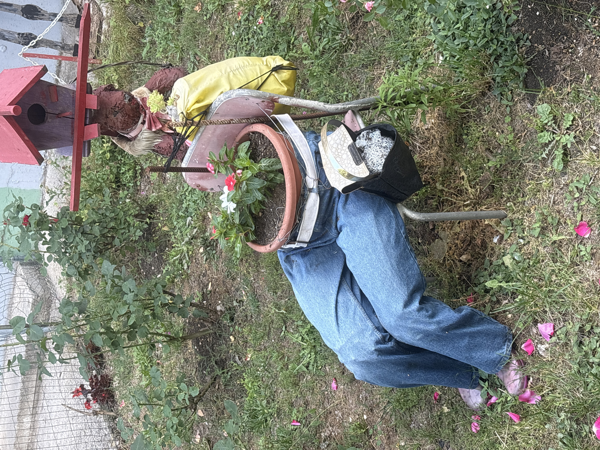 The image shows a whimsical garden display in Mostar, Bosnia and Herzegovina, featuring a scarecrow-like figure constructed from assorted objects in a grassy area. The figure is seated in a red and pink child's wheelbarrow, with a brown teddy bear head and a yellow bag for a body. It has a terra cotta pot as a waist and is wearing blue jeans with suspenders. A black and white purse is placed on the side. A red birdhouse hangs nearby. The scene is surrounded by rose bushes and other plants, with pink petals scattered on the ground.