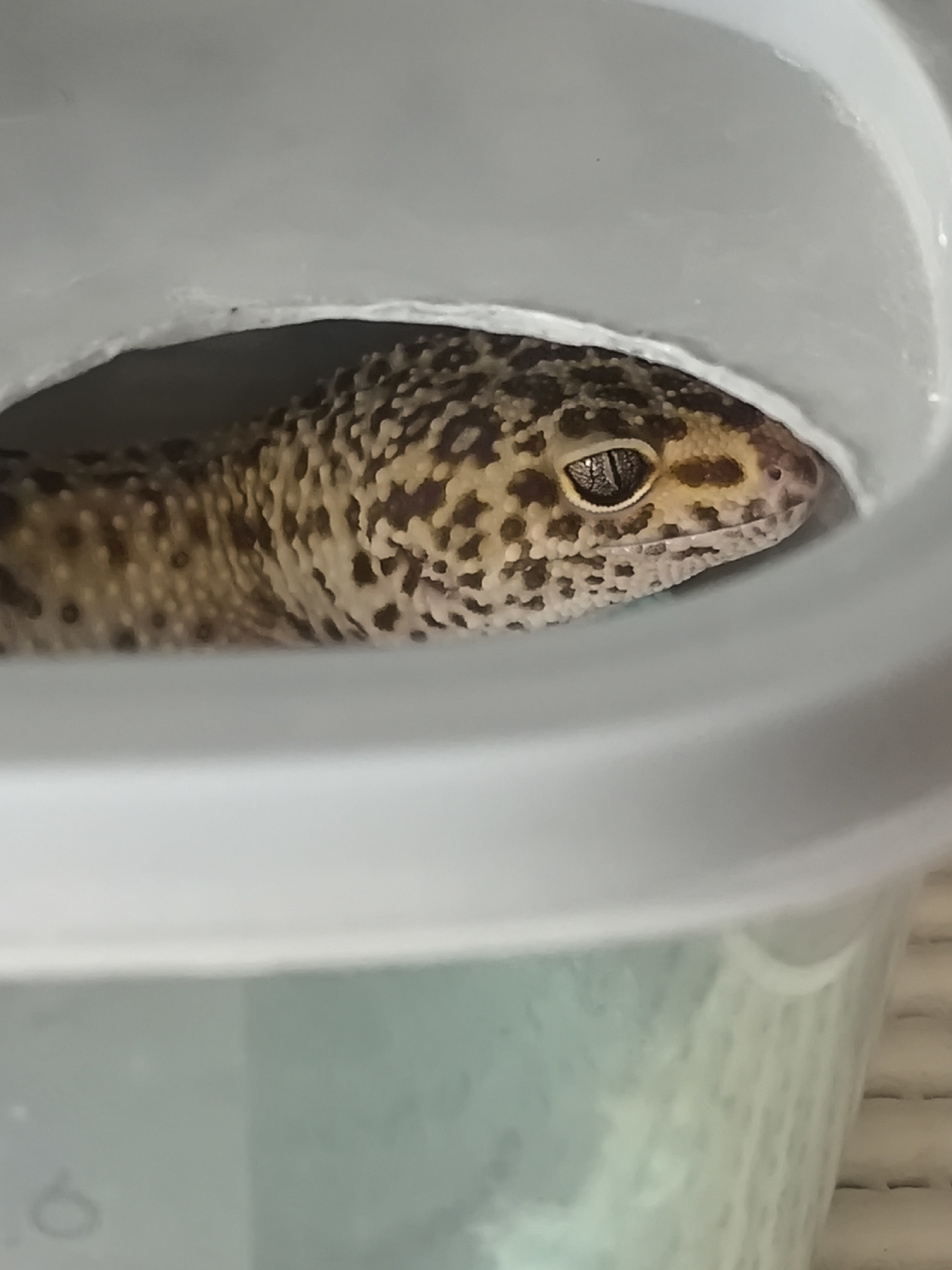 A leopard gecko is nestled inside a gray plastic container with a hole cut in the top. The gecko's head and part of its body are visible, exhibiting its spotted pattern. The container sits on a white, grid-like surface. No information suggests this photo was taken in Chaikovsky, Russia.