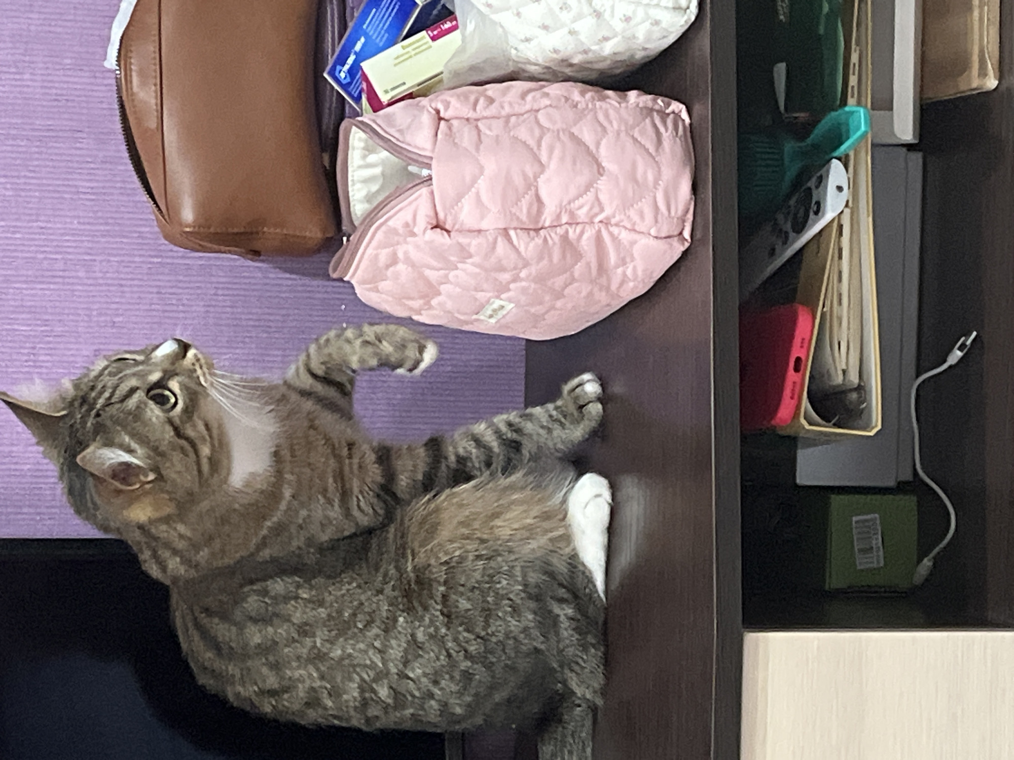 A tabby cat with a white bib is lying on a dark-colored shelf. The shelf contains a brown purse, a pink quilted bag, a white patterned bag, a blue and white box, a teal hairbrush, a white remote control, a red phone case, a gray box, and a green box with a white cable. The background is a lavender wall. The location is assumed to be Izhevsk, Russia, but no specific information in the picture confirms this.