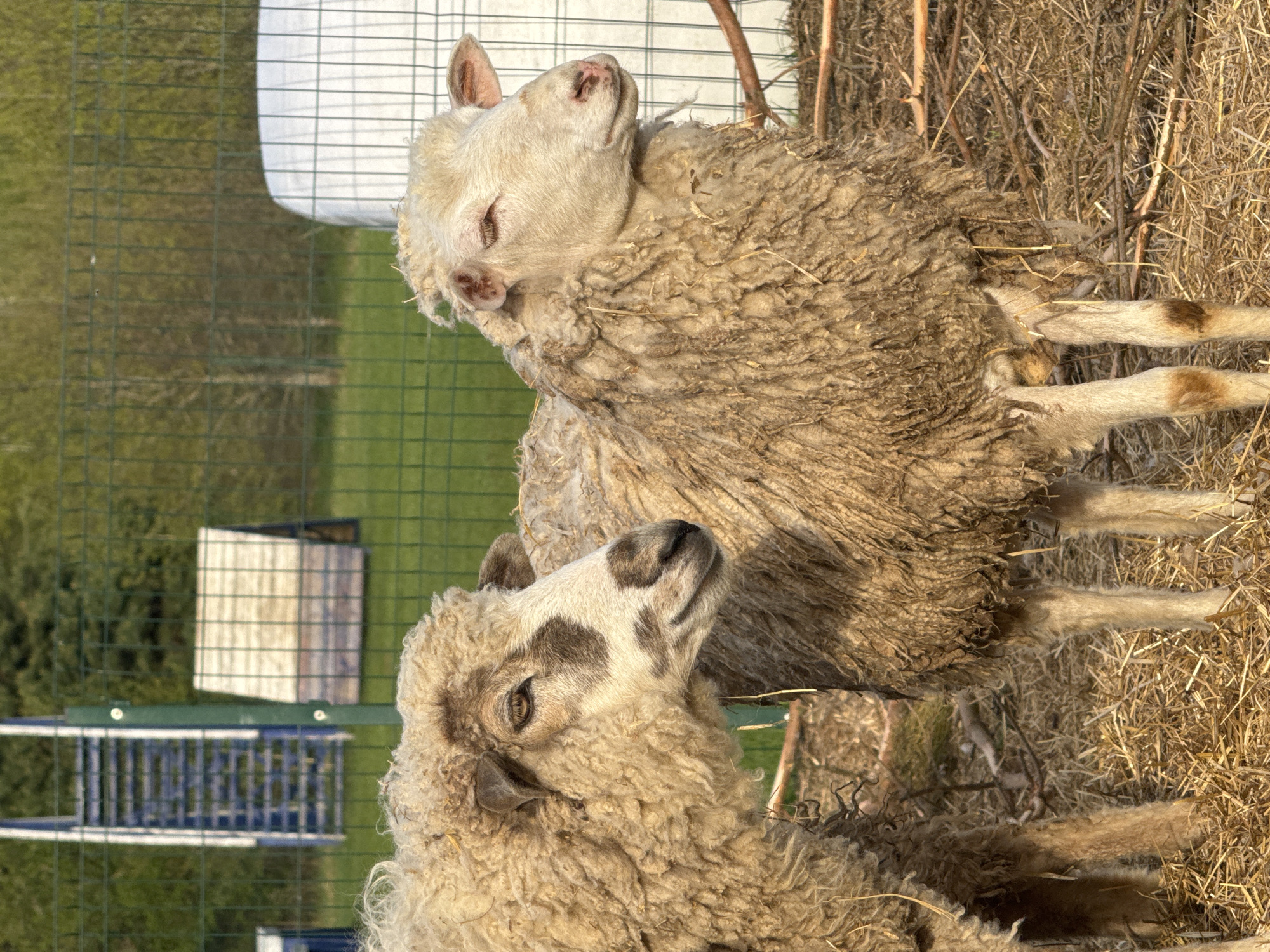 Two sheep stand in a field of dry grass. One sheep, with a white face and a dark spot, looks upward. The second sheep is positioned above the first, with its head tilted back. A wire fence is visible in the background, along with other structures. The location is Bol'shoye Kozino, Russia.