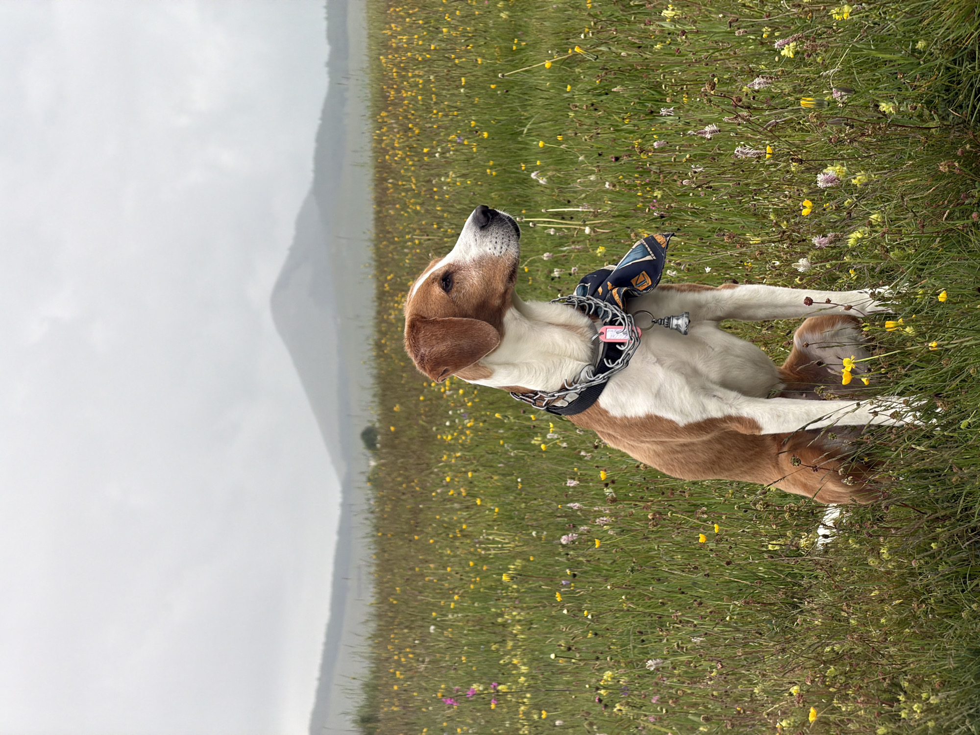 The image displays a tan and white dog sitting or lying in a vibrant wildflower meadow under an overcast sky, in what is identified as Konjsko, Montenegro. The dog, positioned on the right side of the frame, has a distinctive tan head and markings, and a white chest and legs. Its head is turned upwards and slightly to the left, as if gazing at something in the distance or the sky.
The dog wears a black collar, possibly a slip chain, with a decorative blue, black, and yellow patterned bandana or scarf attached. A pink dog tag with unreadable text is visible on the collar, along with a small, silver, bell-like charm.
The foreground and midground are rich with green grass and numerous wildflowers, predominantly yellow, but also featuring white and hints of purple blooms. The grass is tall, giving the meadow a natural, lush appearance.
In the background, a soft, uniformly gray and overcast sky blankets a series of faint, hazy hills or mountains. Their muted outlines stretch across the horizon, suggesting distance and a cloudy or misty atmosphere. There is no direct sunlight visible, indicating a cloudy day. The overall scene conveys a sense of peaceful observation within a serene, natural landscape.