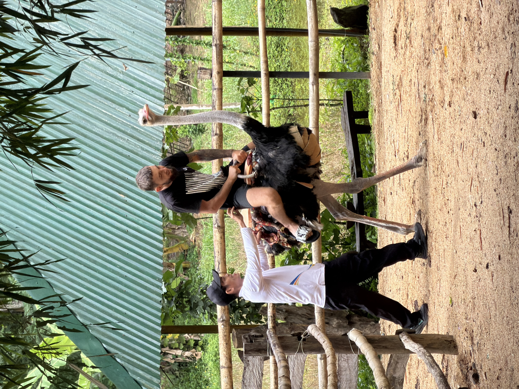 This image shows two men interacting with an ostrich in an outdoor enclosure. The man on the left, wearing a black t-shirt and shorts, is seated and appears to be holding onto the ostrich. The ostrich is large and has black and white feathers. The second man, wearing a white long-sleeved shirt, black pants, and a black baseball cap, is standing and reaching towards the ostrich, possibly interacting with it.
The setting appears to be a farm or a sanctuary, with bamboo structures and lush green foliage in the background. The ground is covered in sand or wood chips. There is a green corrugated metal roof visible in the upper left portion of the image, with some dark green leaves from a plant hanging over it. The overall lighting suggests it is daytime, possibly overcast given the absence of strong shadows. The interaction between the men and the ostrich appears to be playful or educational. No discernible text is visible in the image. The context provided indicates the location is Khánh Vĩnh, Vietnam.