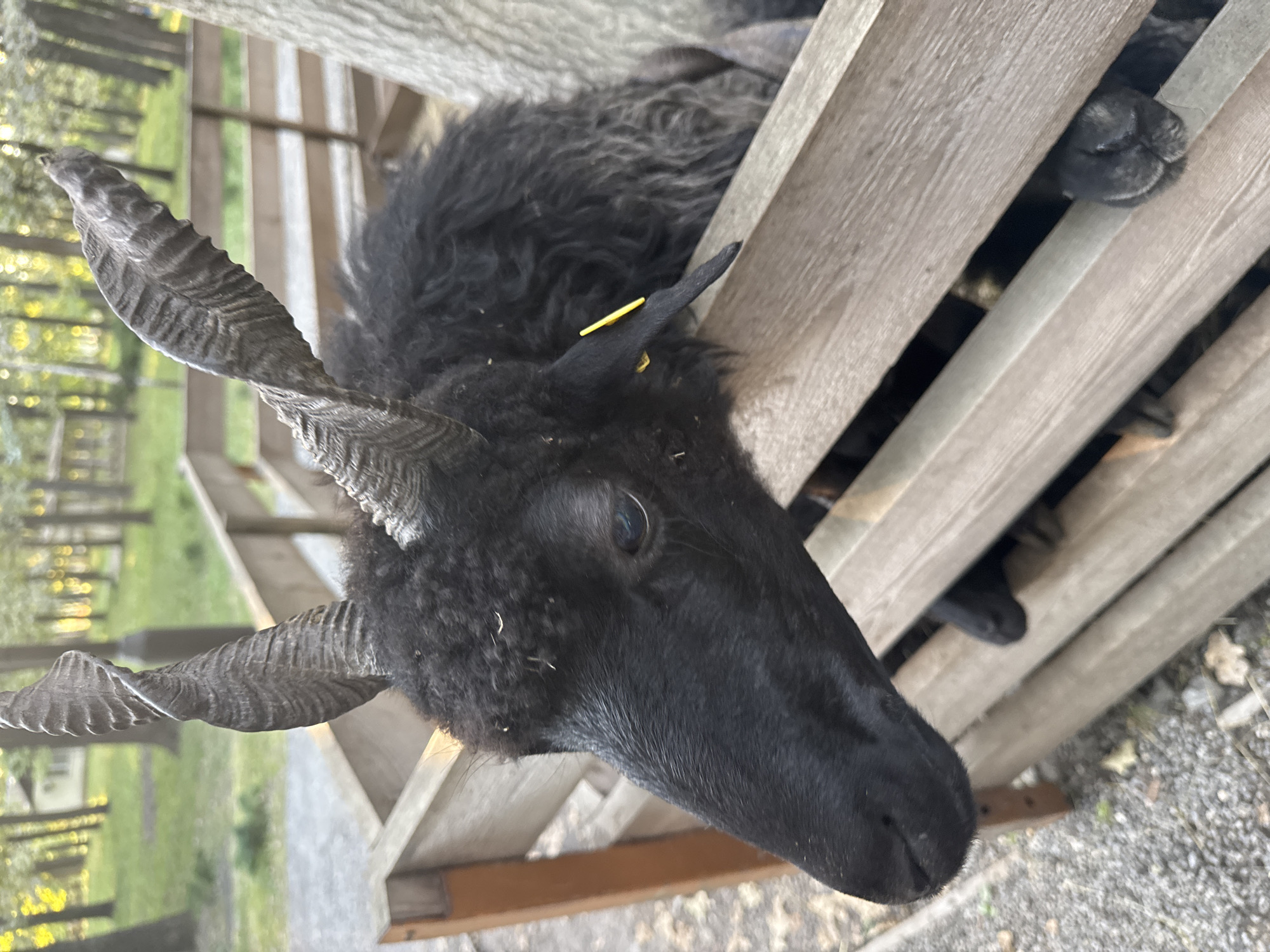 A close-up, eye-level shot shows a black sheep with prominent, spiraling horns peering over a wooden fence in Orlivshchyna, Ukraine. The sheep's dark, curly wool is visible around its head and neck. Its head is turned to the left, with its snout extending slightly past the fence. One blue eye is clearly visible, and a yellow tag is affixed to its ear. Behind the sheep, other black sheep are partially visible, with their heads and hooves showing through the gaps in the fence. The background consists of trees with dappled sunlight filtering through, suggesting an outdoor, possibly a farm or park setting. The ground is covered with gravel and some fallen leaves.
