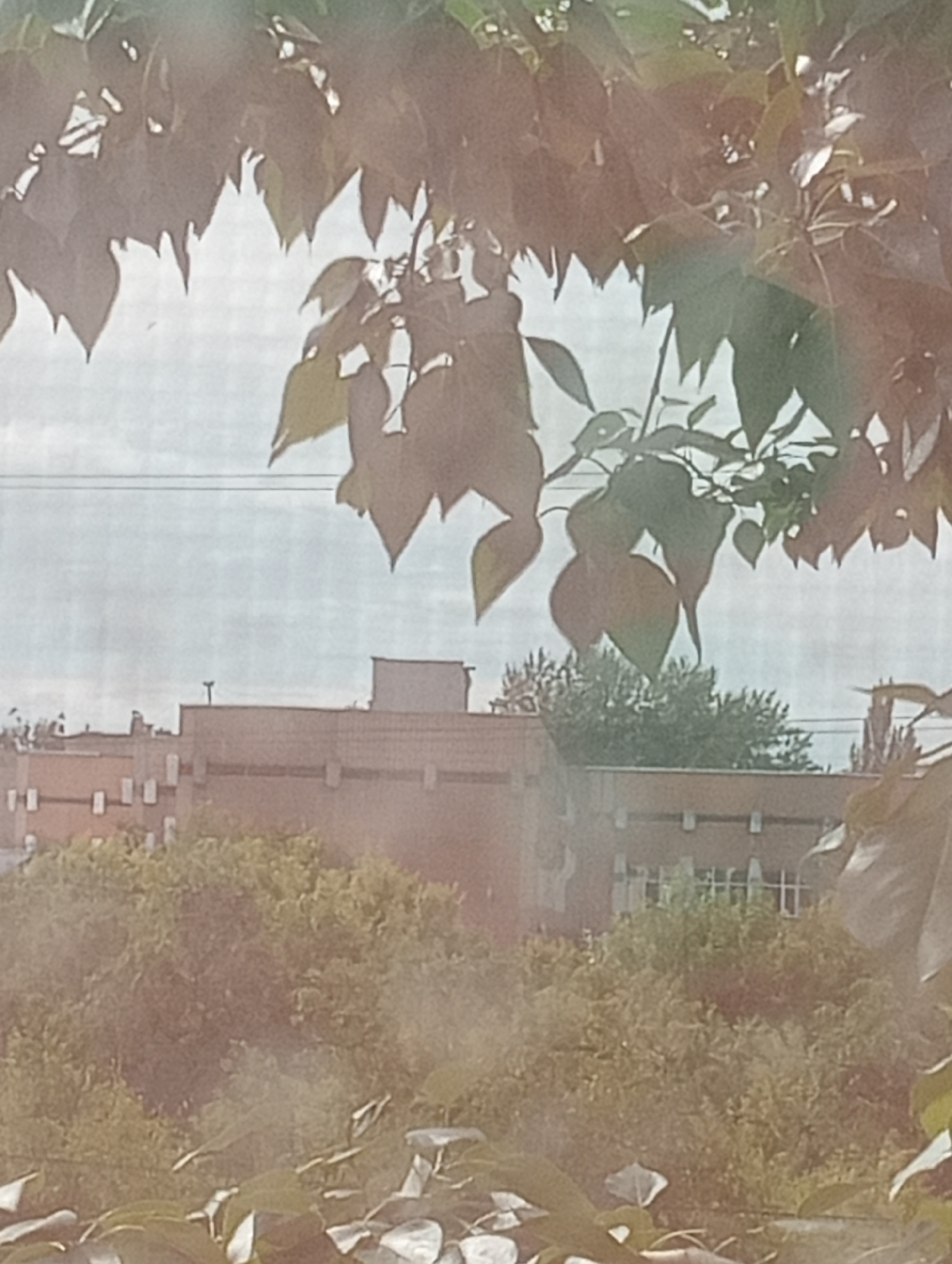 The image shows a view through foliage of buildings and trees, likely in an urban setting. In the foreground, dark green and brown leaves are prominently displayed, partially obscuring the scene beyond. Behind the foliage, a series of low-rise buildings with brick or similar material facades are visible. The buildings have multiple windows and some appear to be interconnected. Trees and dense green foliage are present between the buildings and in the midground. The sky is overcast and a pale blue-grey. The scene appears to be captured from an elevated position, possibly a window, looking out at the environment. There are no people visible in the image. The location is identified as Kostanay, Kazakhstan.