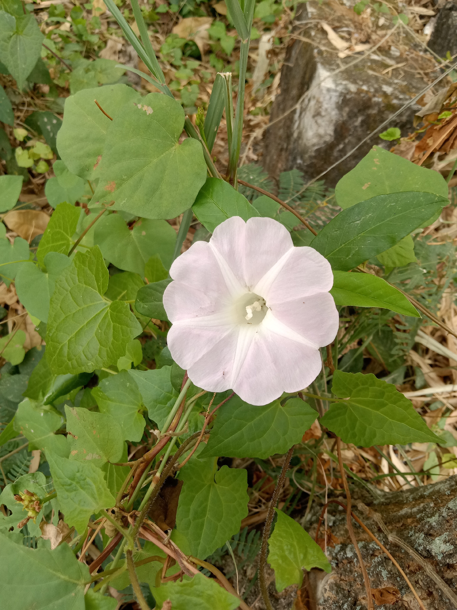 A light pink morning glory flower is blooming amidst lush green foliage. The flower, with its delicate, funnel-shaped petals, is the central focus of the image. It is surrounded by several heart-shaped leaves, some of which show signs of minor damage. The background is a mix of dry leaves, rocks, and more greenery, suggesting an outdoor, natural setting. The ground appears to be uneven, with patches of dried vegetation and larger stones. In the distance, a rough-textured rock is visible, partially covered in moss or lichen. The lighting suggests it is daytime, with natural light illuminating the scene.