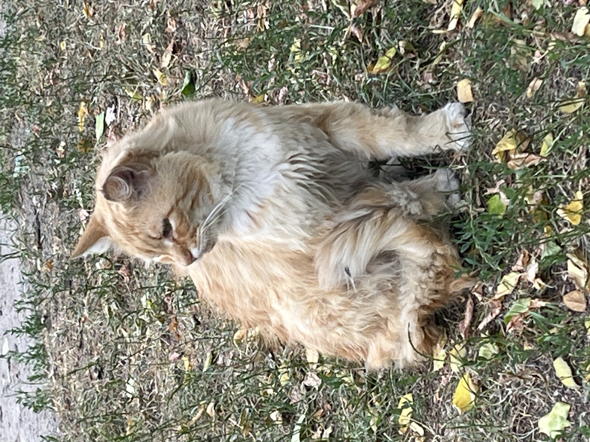 A medium shot captures a long-haired, ginger cat sitting outdoors on a patch of grass and fallen leaves. The cat is facing to the left of the frame, with its head turned slightly to look back towards the right. Its fur is a mixture of light orange and white. The cat's eyes are partially closed, and its mouth is slightly open. Fallen leaves, predominantly yellow and brown, are scattered across the ground, interspersed with green grass and dry stalks. The background is blurred, suggesting a shallow depth of field, and appears to be an outdoor, natural environment. There is no indication of the cat's location within the city of Brest, Belarus, in the image.