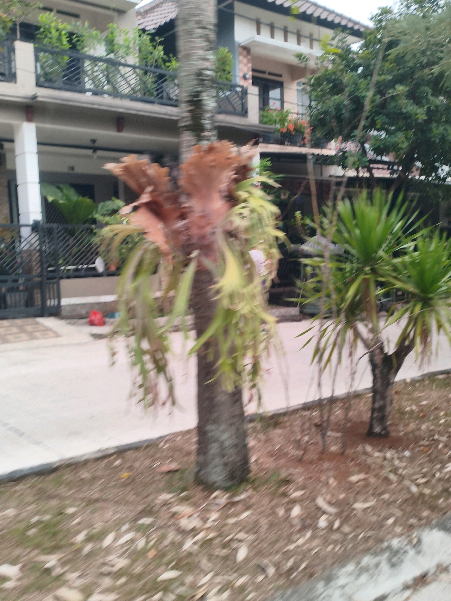 The image shows a blurry outdoor scene in Sukaraja, Indonesia. In the foreground, a tree trunk is visible, with a large, brown, fern-like plant attached to it. To the right of the tree, a spiky green plant, possibly a yucca, is present. Behind these plants, a paved walkway or road is visible. Further in the background, a multi-story building with balconies and windows can be seen, with green foliage and some potted plants on the balconies. A black metal fence is also present to the left of the building. A red plastic bag is on the ground near the fence. The overall scene suggests a residential or commercial area with landscaping. The image quality is poor due to motion blur, making it difficult to discern fine details.