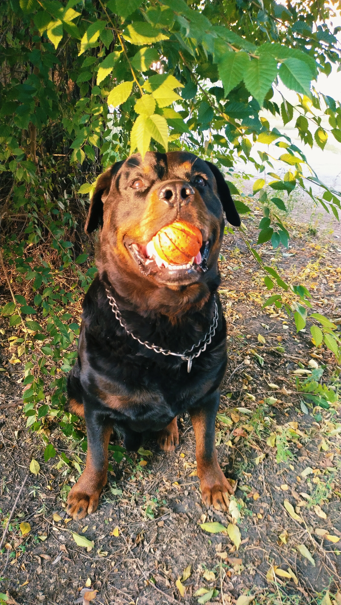 A Rottweiler dog is sitting on the ground, holding an orange ball in its mouth. The dog is wearing a silver chain collar. The background consists of green foliage and fallen leaves, suggesting an outdoor setting. The lighting indicates it is either early morning or late afternoon, with the sun casting warm tones on the scene. The ground is covered with dirt, leaves, and some small plants. The overall environment appears to be a park or a wooded area. There is no information available to pinpoint the exact location in Horishni Plavni, Ukraine.