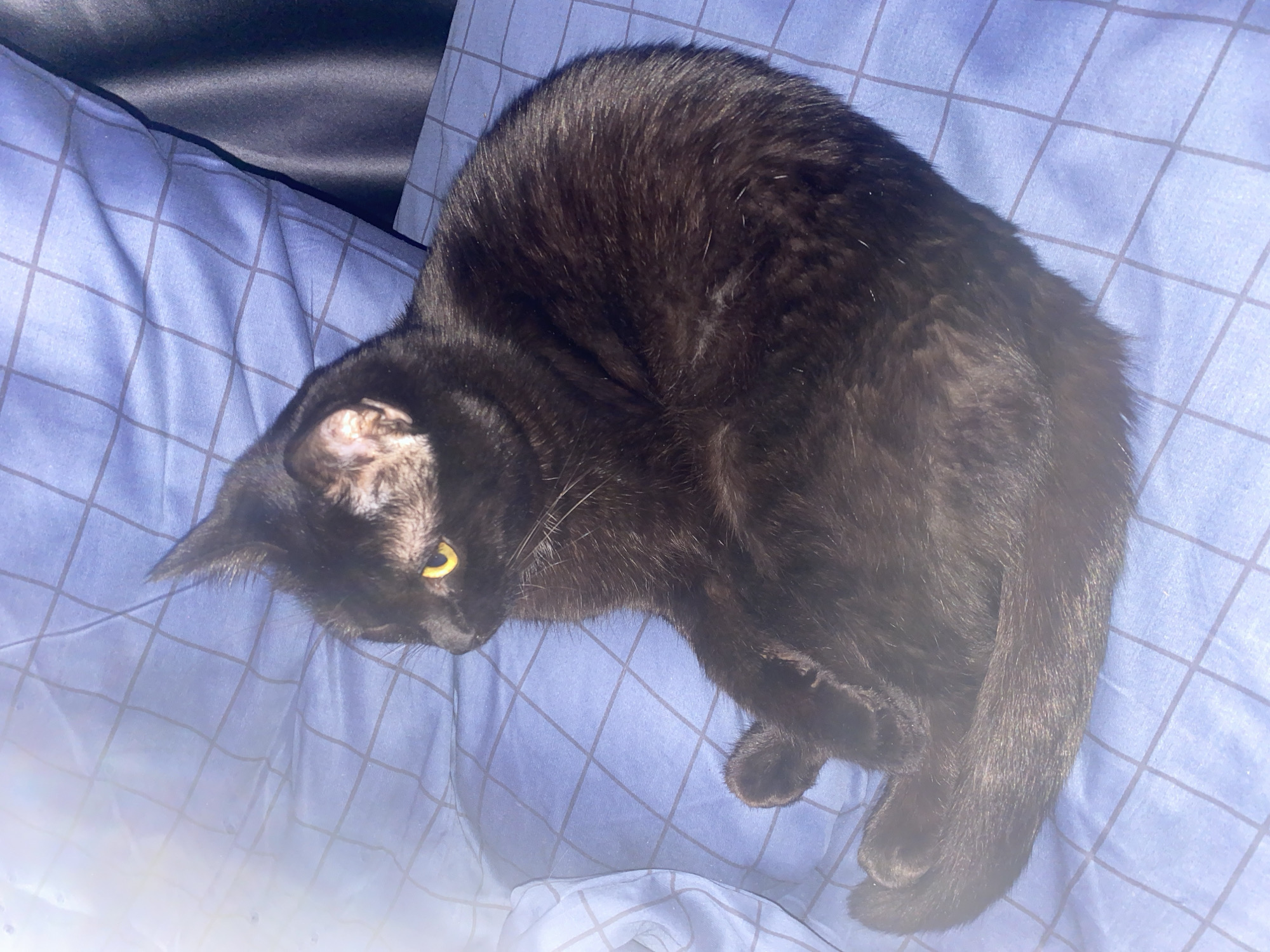 A black cat with sleek, dark fur and piercing yellow-green eyes is the central subject of the image, resting on a light blue bedsheet or pillowcase. The cat is positioned with its body curled, facing generally towards the right side of the frame, while its head is turned sharply to the left, looking downwards. A notable detail is a lighter, possibly matted or scarred, patch of fur around its visible right ear. Its whiskers are subtly visible against its dark fur.
The bedding features a distinct grid pattern in a darker shade of blue or black, providing a visual texture to the surface. The fabric of the bedding appears soft and has visible wrinkles, suggesting a relaxed setting. In the upper left corner of the image, a darker, possibly black or deep navy blue, satin-like fabric is visible, likely another pillow or blanket, creating a contrasting texture and color.
The scene is dimly lit, giving it a soft, intimate atmosphere, possibly indicating evening or nighttime. There is a noticeable lens flare or haze in the bottom left portion of the image, adding a slightly ethereal quality to the lighting. The cat appears calm and relaxed, perhaps observing something just out of frame or simply resting. No human subjects or visible text are present in the image. The location context provided for this image is Izhevsk, Russia.