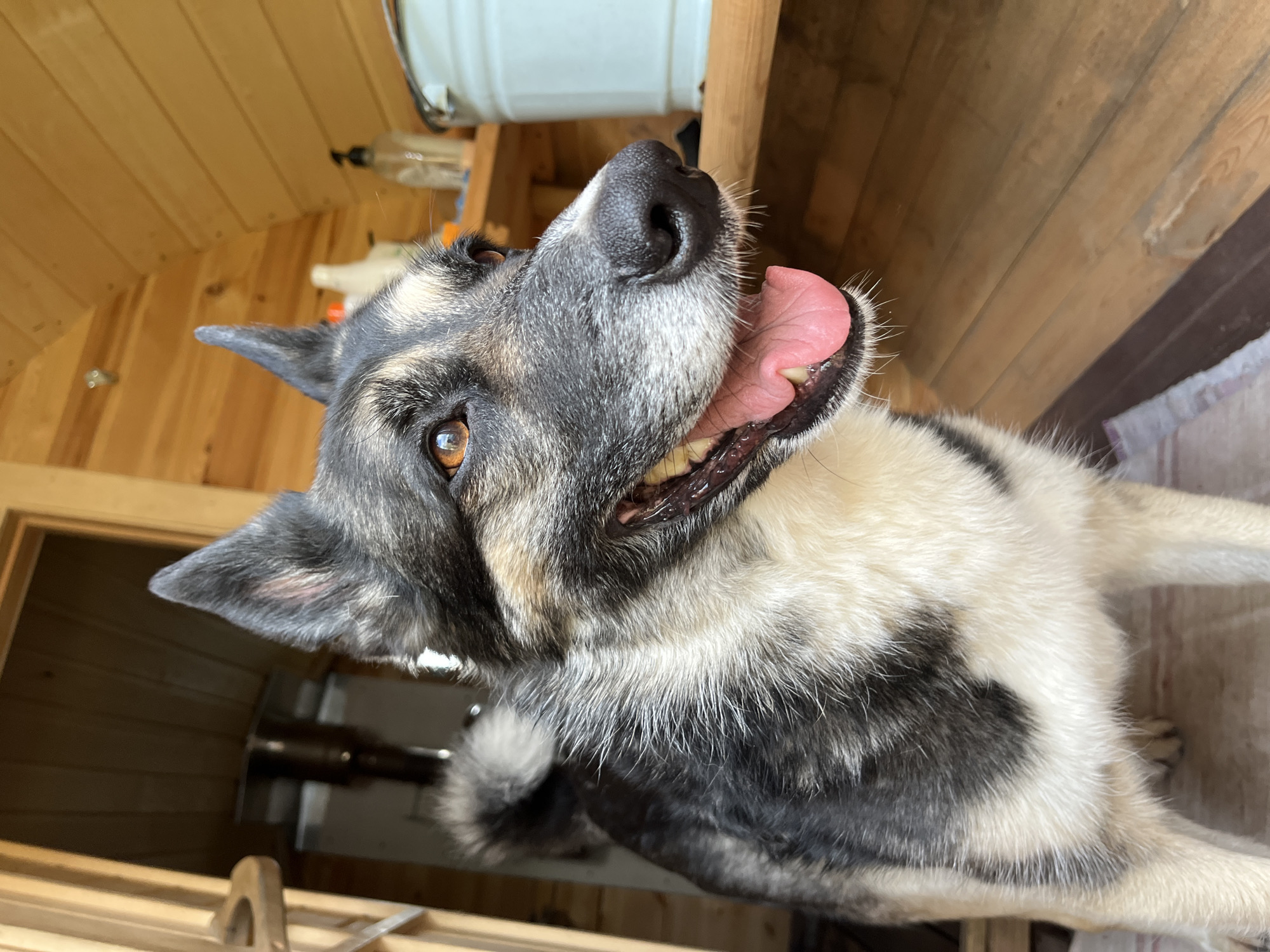 A medium shot captures a dog with gray, black, and white fur, brown eyes, and a pink tongue hanging out. The dog is indoors, in what appears to be a wooden sauna or bathhouse. The background is wooden paneled walls and shelves. On the shelves, there are several bottles, one of which is clear with a black pump dispenser, and a white bucket. The dog is looking to the right of the frame. There is no indication of the city of Nizhny Tagil, Russia.