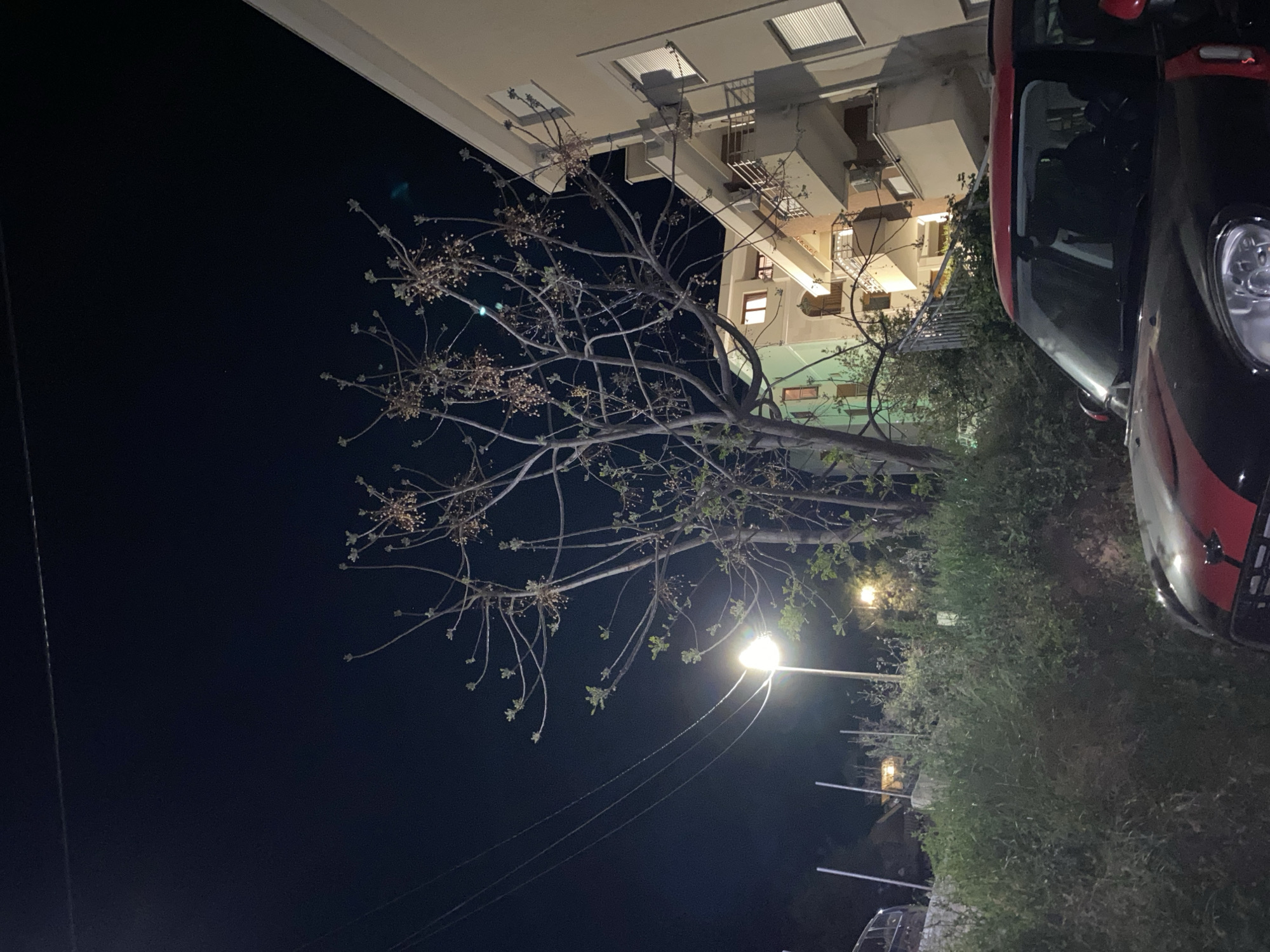 At night in Budva, Montenegro, a leafless tree stands between a street lamp and a multi-story building. A black car with a red stripe is partially visible to the right. Overgrowth covers the ground. Power lines stretch across the dark sky.