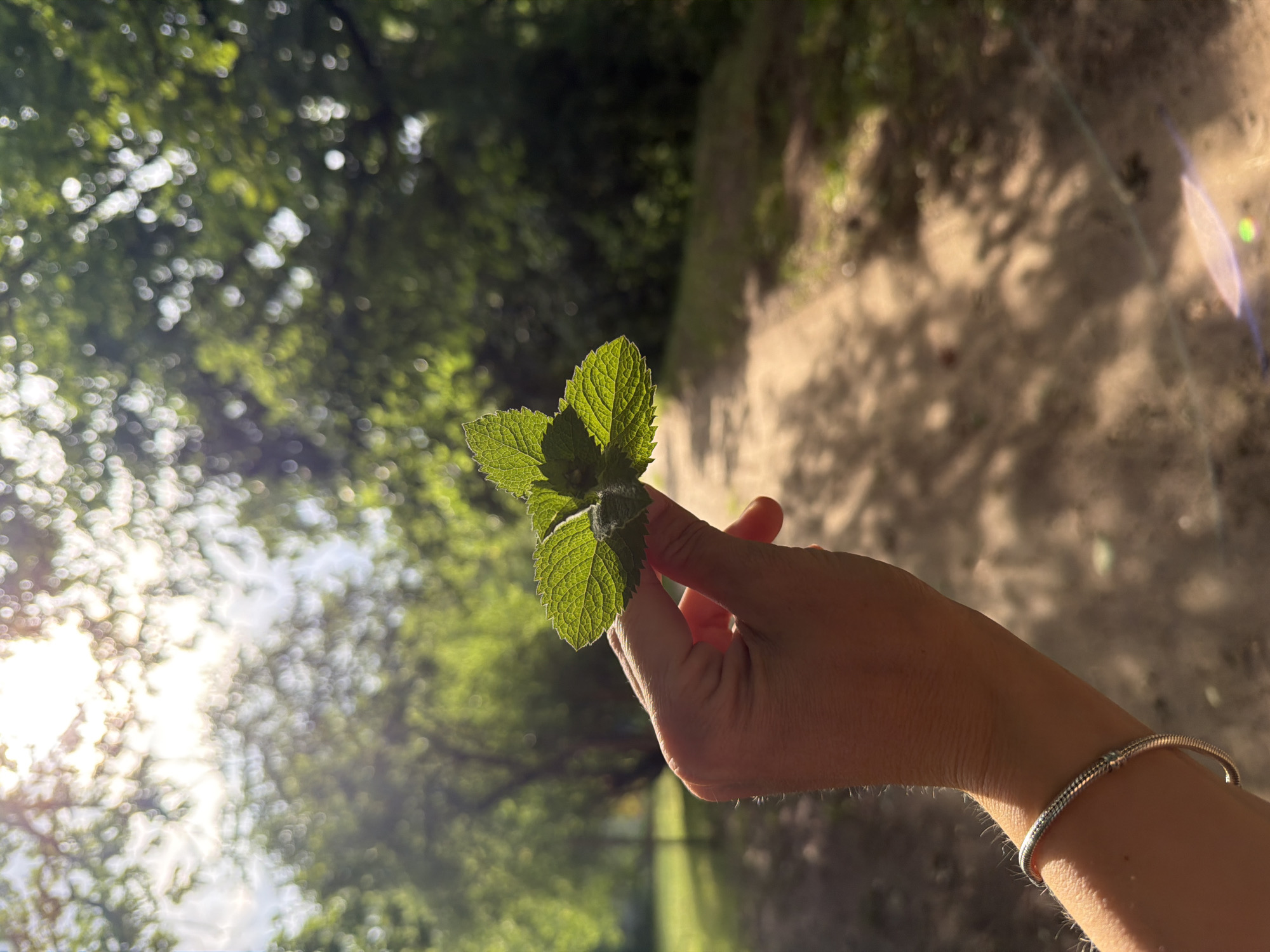 A hand holds a sprig of mint leaves, backlit by the sun. The hand is adorned with a silver bracelet. The background is blurred, showing dappled sunlight on a sandy path and the green foliage of trees. The scene suggests a sunny day in an outdoor, natural setting, possibly a park or wooded area. The sunlight creates a soft, bokeh effect in the background, and a lens flare is visible. The focus is on the vibrant green of the mint leaves and the texture of the hand. The image appears to be taken in the late afternoon or early morning due to the angle of the sun and the warm light. There is no visible text.