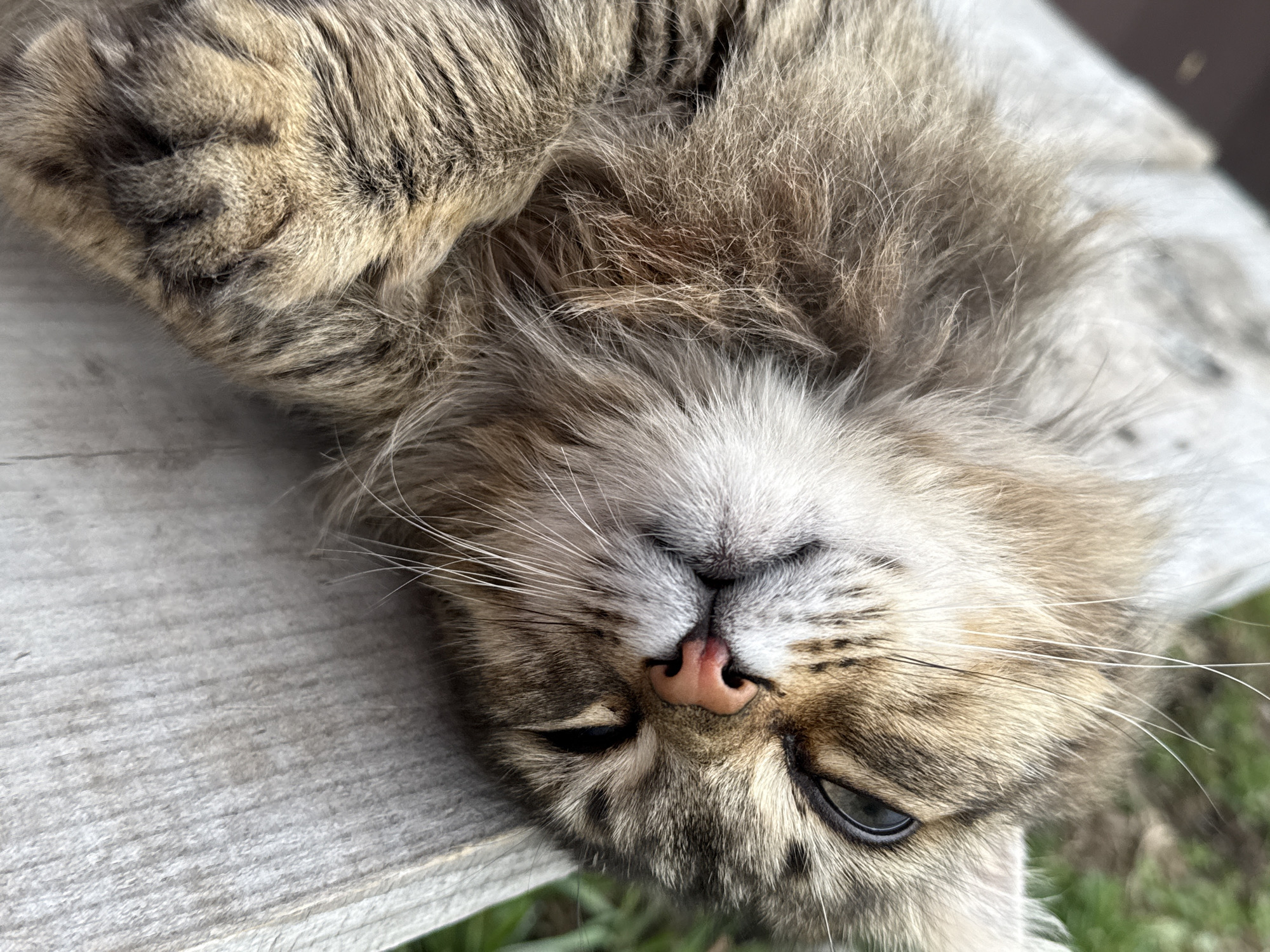 A close-up shot shows a cat lying on its back on a weathered, light-colored wooden surface. The cat has brown and gray fur with a white patch on its chest and a pink nose. Its eyes are partially closed. Green grass is visible in the lower right corner of the image. The location is not discernible from the image itself.