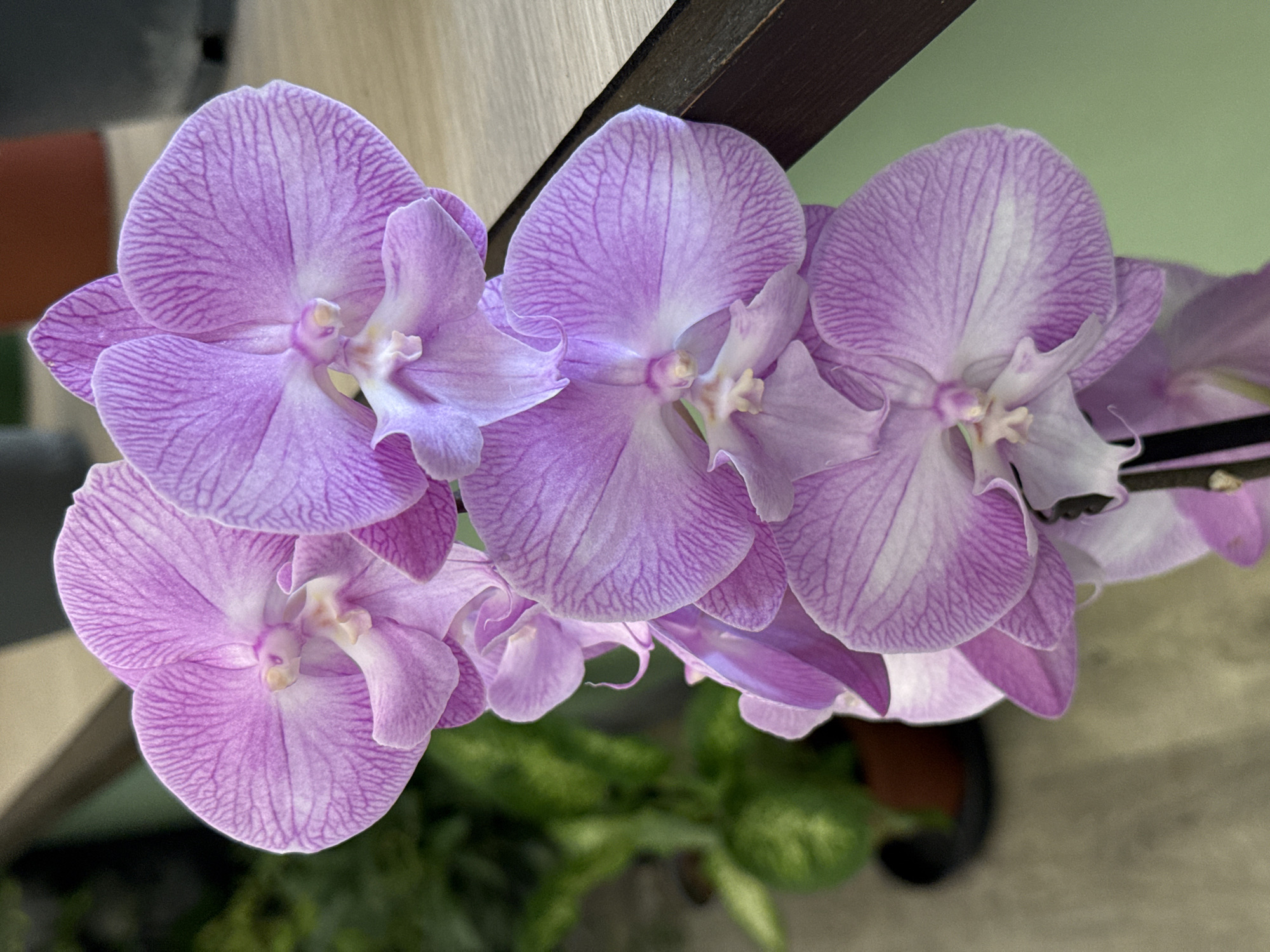 A close-up, vertical shot focuses on a spray of delicate, light purple orchid blossoms with darker purple veining. The flowers are arranged in a cascade, with several blooms in sharp focus and others softly blurred in the background. The top portion of the image features the uppermost orchid, its petals spread wide, revealing the intricate patterns of its veins. Below it, more orchids are layered, their shapes and textures becoming increasingly softened by the depth of field. The background is a mix of blurred green foliage on the left, suggesting a plant, and a warm-toned wooden surface on the right, possibly a table or shelf. A dark, thin vertical line, likely part of the orchid's stem, bisects the lower portion of the image. The lighting is even, highlighting the textures and subtle color variations of the petals. The setting appears to be indoors, with the wooden surface and green plant suggesting a domestic or commercial environment. The location is Unknown, Unknown.