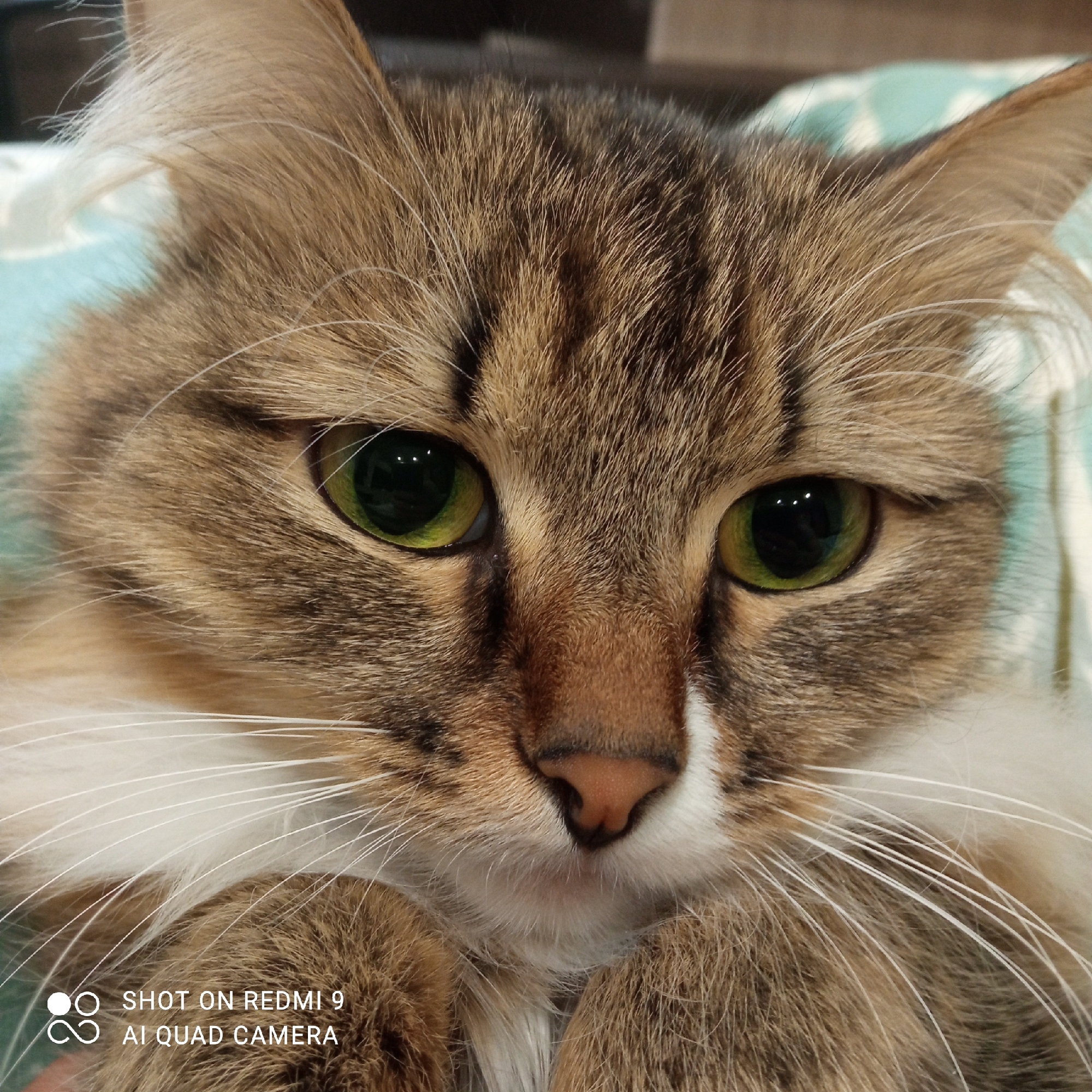 A close-up photograph shows the face of a tabby cat. The cat has green eyes, a pink nose, and a white patch on its chin and muzzle. Its fur is a mix of brown and tan colors. The background is blurred, but appears to be a soft, blue-green surface. The bottom left of the image has "SHOT ON REDMI 9 AI QUAD CAMERA" written on it. The location in Chaikovsky, Russia is not discernible from the image.