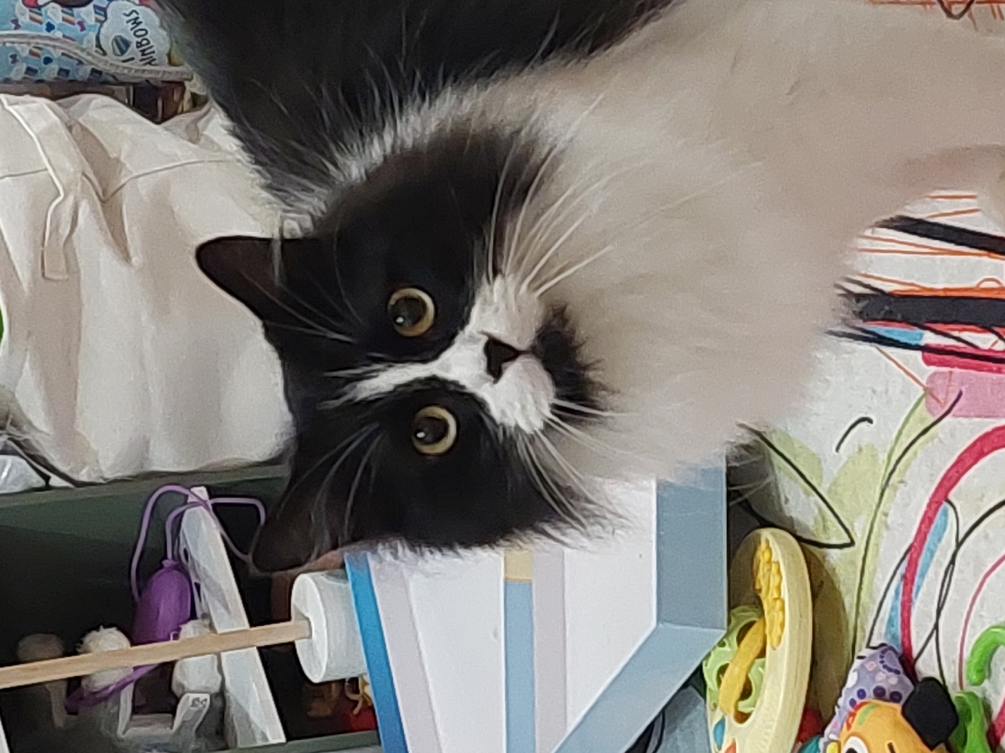 A black and white domestic cat with yellow eyes and a white patch on its nose is positioned in the top-center of the frame, looking directly at the camera. The cat's head is tilted slightly. The background features an assortment of items, including a white tote bag with rainbow patterned trim in the upper left, a roll of toilet paper on a wooden dowel, assorted toys, and a storage shelf. The setting appears to be indoors, and no information indicates this scene is from Plovdiv, Bulgaria.