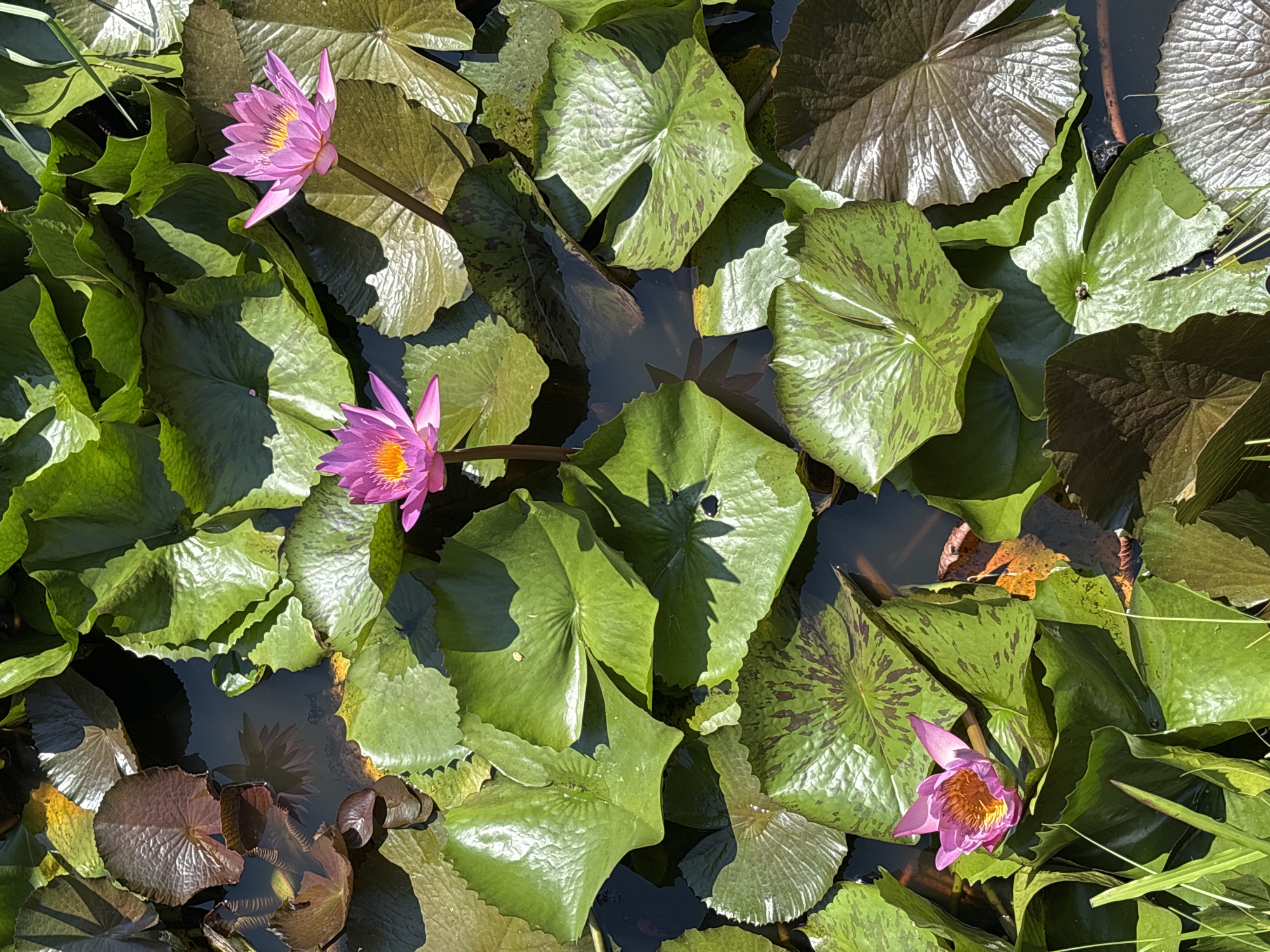This image depicts a close-up view of a body of water, likely a pond or a slow-moving part of a river, characterized by the presence of numerous lily pads and several pink water lilies in bloom. The lily pads are large and varied in color, ranging from deep green to reddish-brown, with some showing intricate patterns of darker coloration. The water lilies themselves are vibrant pink with yellow centers, with three fully open blooms and one partially open bloom visible. Sunlight casts dappled shadows across the scene, highlighting the texture and form of the lily pads and flowers. The overall impression is one of natural beauty and tranquility. The image is undated and the specific location within Tay Nha Trang Ward, Vietnam, cannot be determined from the visual information alone. There are no people or animals visible in the image.