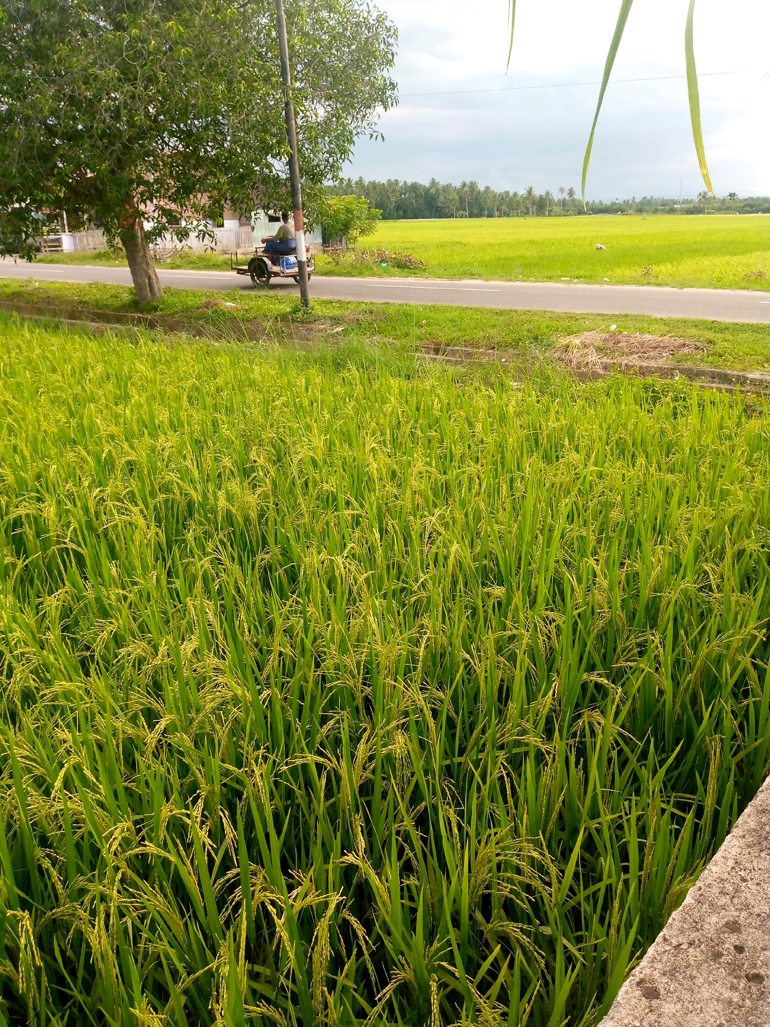 The image depicts a rural scene in Kutaglumpang, Indonesia, likely a rice paddy field. The foreground is dominated by lush, green rice stalks with developing grains, suggesting a farming landscape. A paved road runs horizontally through the midground, bordered by grassy verges. On the road, a person is visible riding a three-wheeled motorcycle, appearing to be a rider on a scooter with a sidecar. To the left of the road, a mature tree with dense foliage stands prominently, and behind it, a building with a white fence can be partially seen. In the background, expansive green fields stretch to the horizon, dotted with numerous palm trees and a hazy sky. The overall impression is of a serene, agricultural environment.