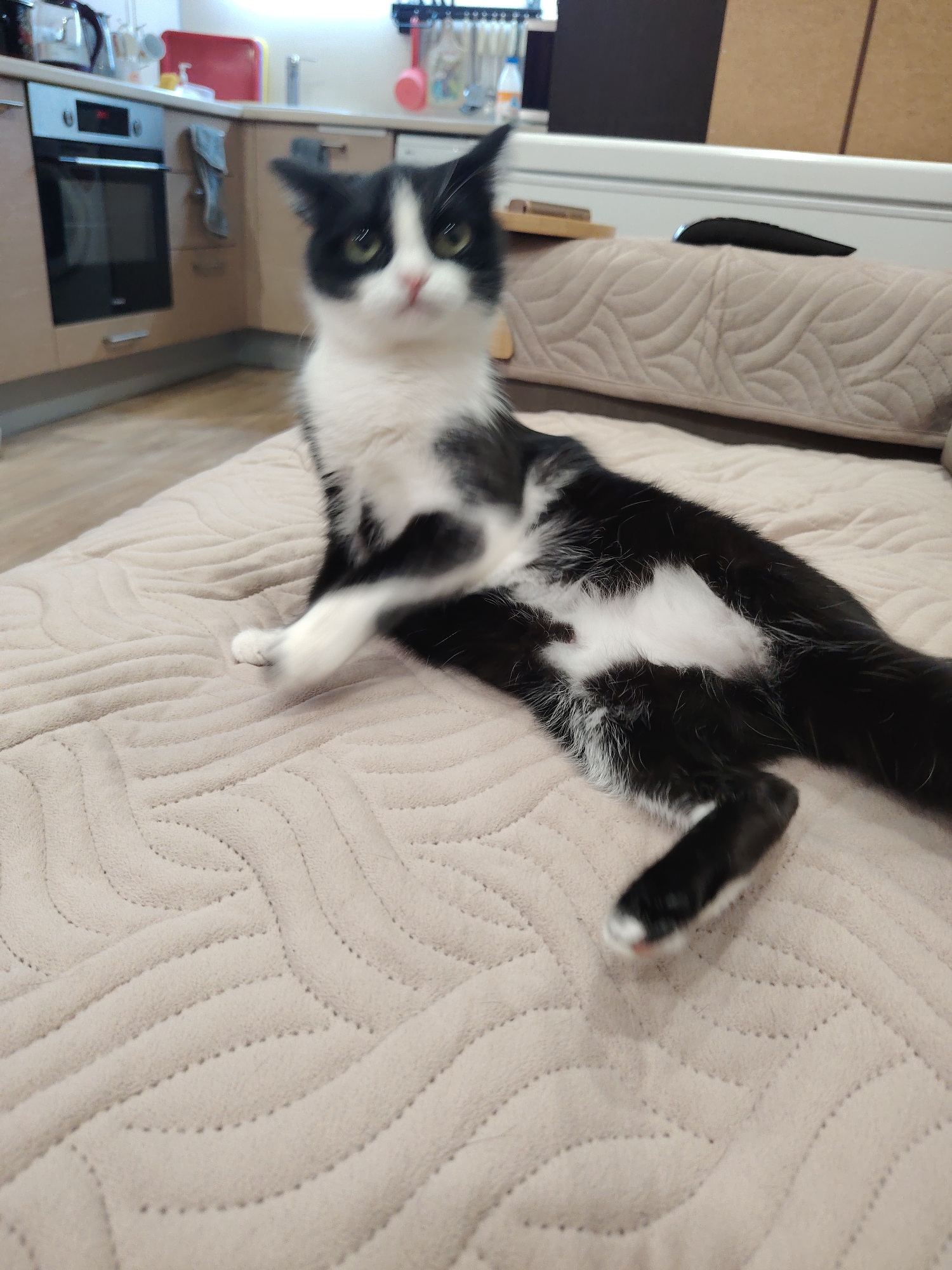 A black and white cat is depicted sitting on a light beige, quilted blanket or bedspread with a wavy pattern. The cat has a white chest, belly, and paws, with black fur on its back, head, and tail. Its green eyes are visible, and its face appears slightly blurred, indicating either motion or shallow depth of field. The cat is looking towards the camera with an alert expression, its body partially reclined with one hind leg extended.
In the background, a domestic kitchen is visible. It features light-colored wooden cabinets, a built-in oven with a dark glass door, and a counter area. Various kitchen items are present, including a silver kettle, a red plastic cutting board or tray, and utensils hanging from a rack. A bottle stands on the counter, and a gray towel hangs from a cabinet handle. The scene is indoors, likely a home, suggesting an open-plan living arrangement where the kitchen is adjacent to a living or sleeping area. The lighting indicates it is daytime or a well-lit indoor environment. No text is visible in the image.