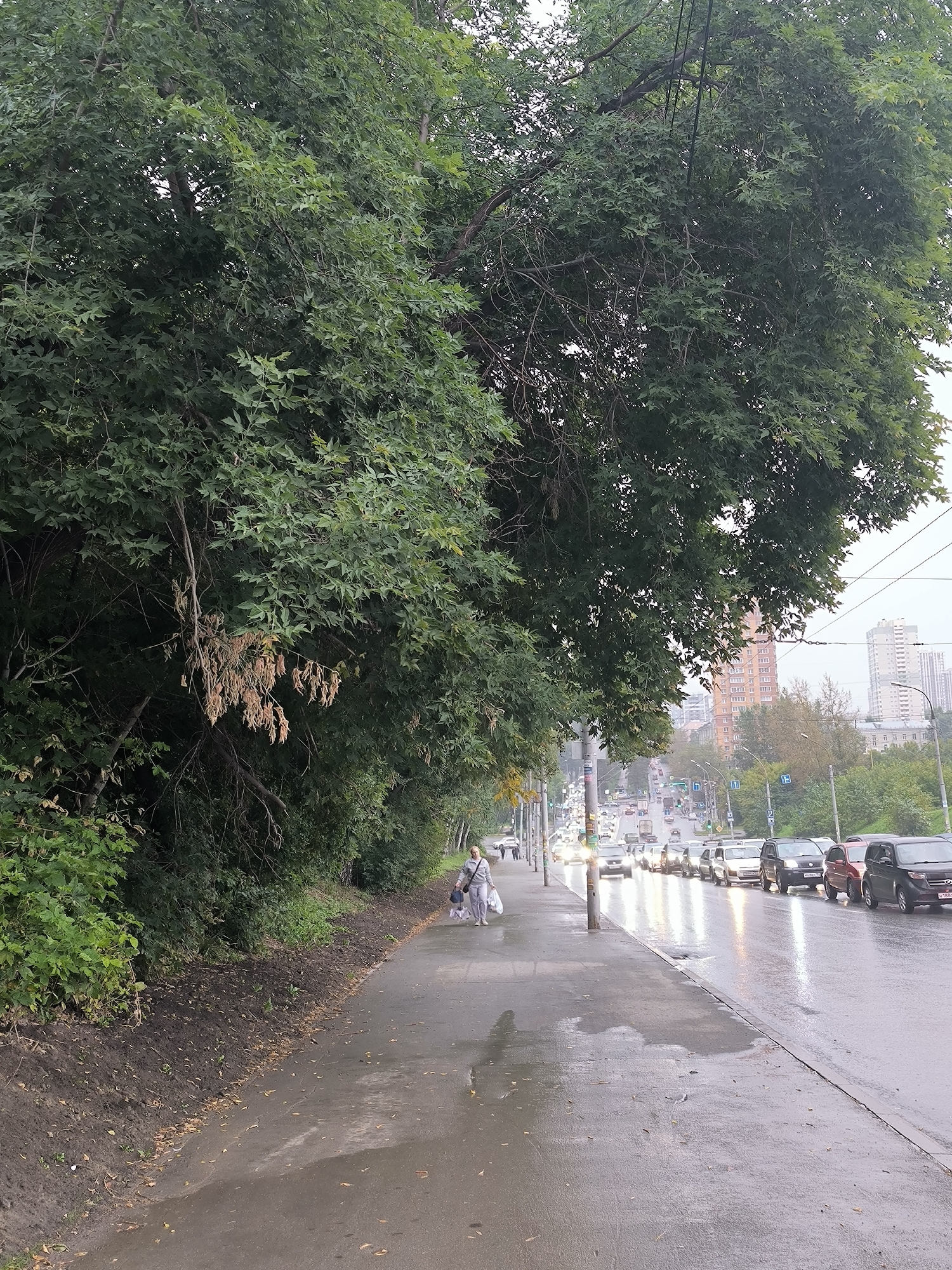 The image depicts a street scene in Novosibirsk, Russia, likely on a cloudy or rainy day. A wet, paved sidewalk runs along the left side of the frame, bordered by dense green foliage and trees. On the sidewalk, a woman in light-colored athletic wear is walking away from the camera, pulling a gray bag or stroller. Further down the sidewalk, another person is visible.
The street itself is a multi-lane road with traffic moving away from the viewer. Numerous cars are visible, many with their headlights on, reflecting on the wet asphalt. In the background, apartment buildings and other city structures rise above the trees, suggesting an urban environment. Power lines are strung overhead. The overall impression is a slightly dreary, everyday urban setting with signs of recent precipitation.