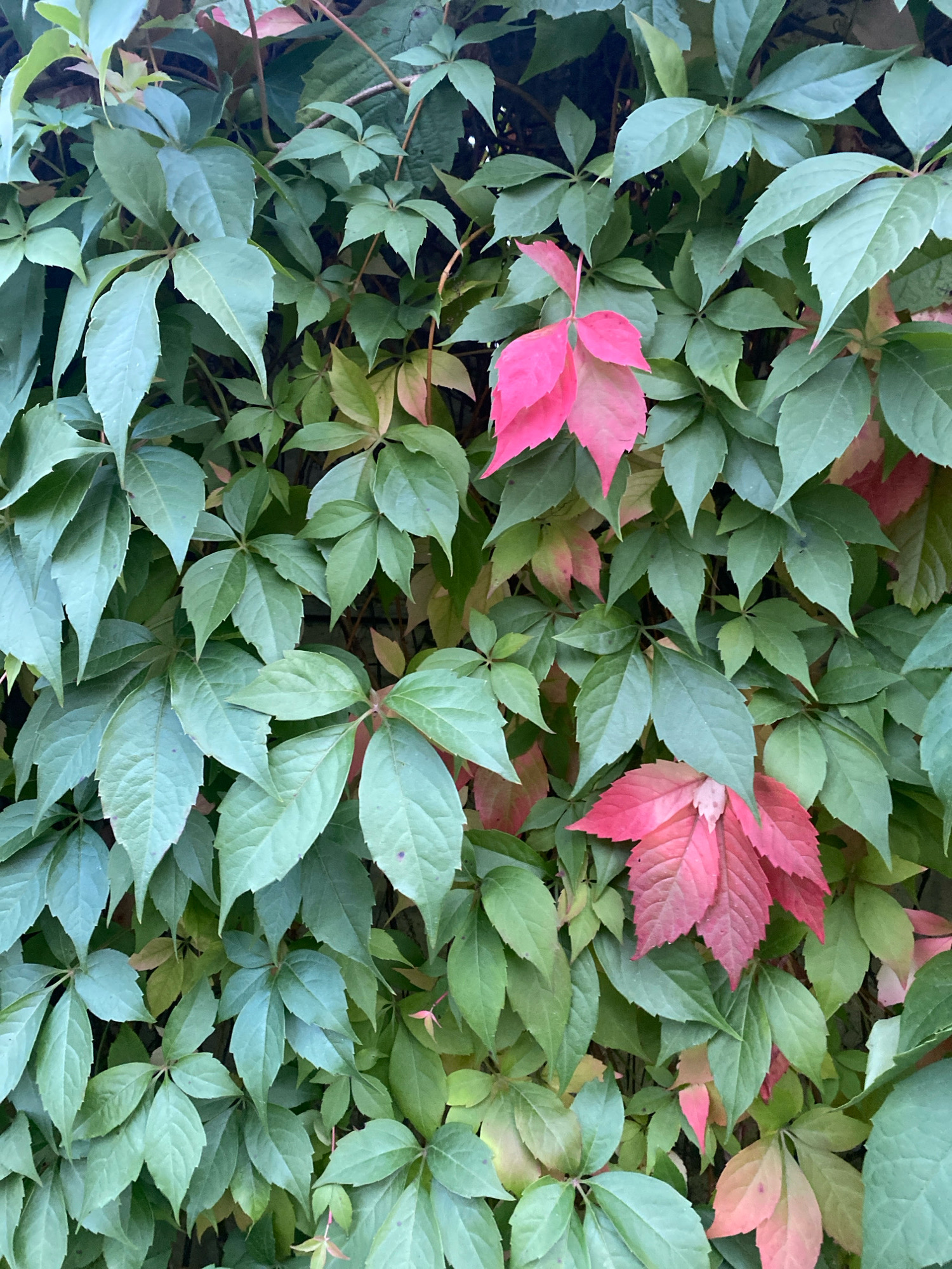 The image shows a close-up, full-frame view of a dense wall of green ivy leaves with a few scattered red leaves. The ivy is climbing and covering a surface, likely a building or fence. The leaves are the primary subject, with variations in color from deep green to lighter shades, and the vibrant red leaves providing a contrast. The lighting suggests an outdoor environment, possibly during autumn given the red coloration of some leaves. There are no people or specific objects clearly identifiable within the scene beyond the foliage. The background is obscured by the thickness of the ivy. The location is identified as Machulishchy, Belarus.