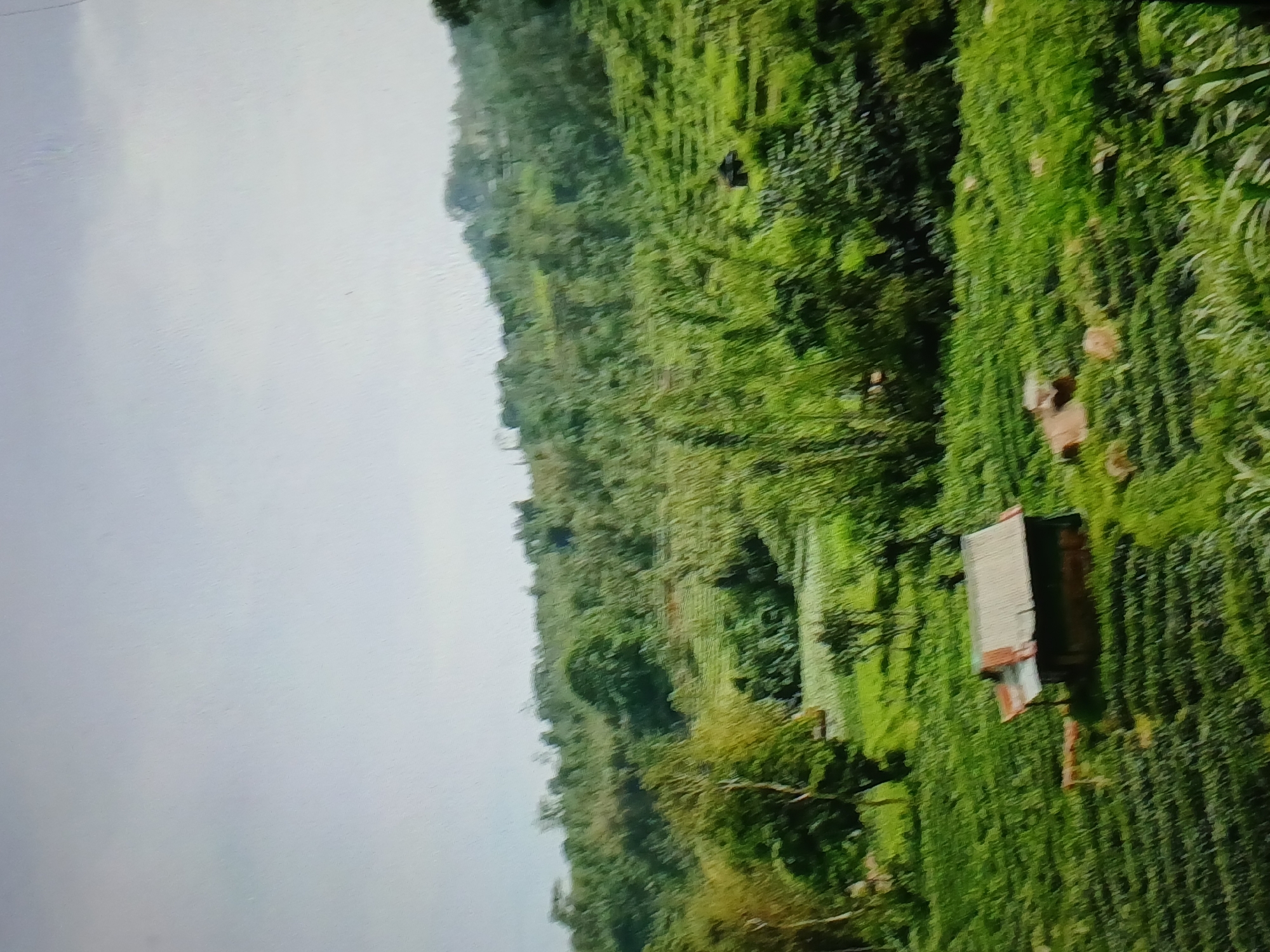 The image depicts a lush, green landscape, likely a rural area. In the foreground, a small, rustic wooden house with a corrugated metal roof is visible amidst terraced fields of what appears to be tea or a similar crop. The house is dark brown and has a covered porch. Beyond the house, the landscape rises into rolling hills covered in dense vegetation, including trees and bamboo. The sky is overcast and pale. The scene is likely located in a hilly region outside of the urban center of Surabaya, Indonesia, given the agricultural setting and the common use of terraced farming in such areas. There are no people visible in the image.